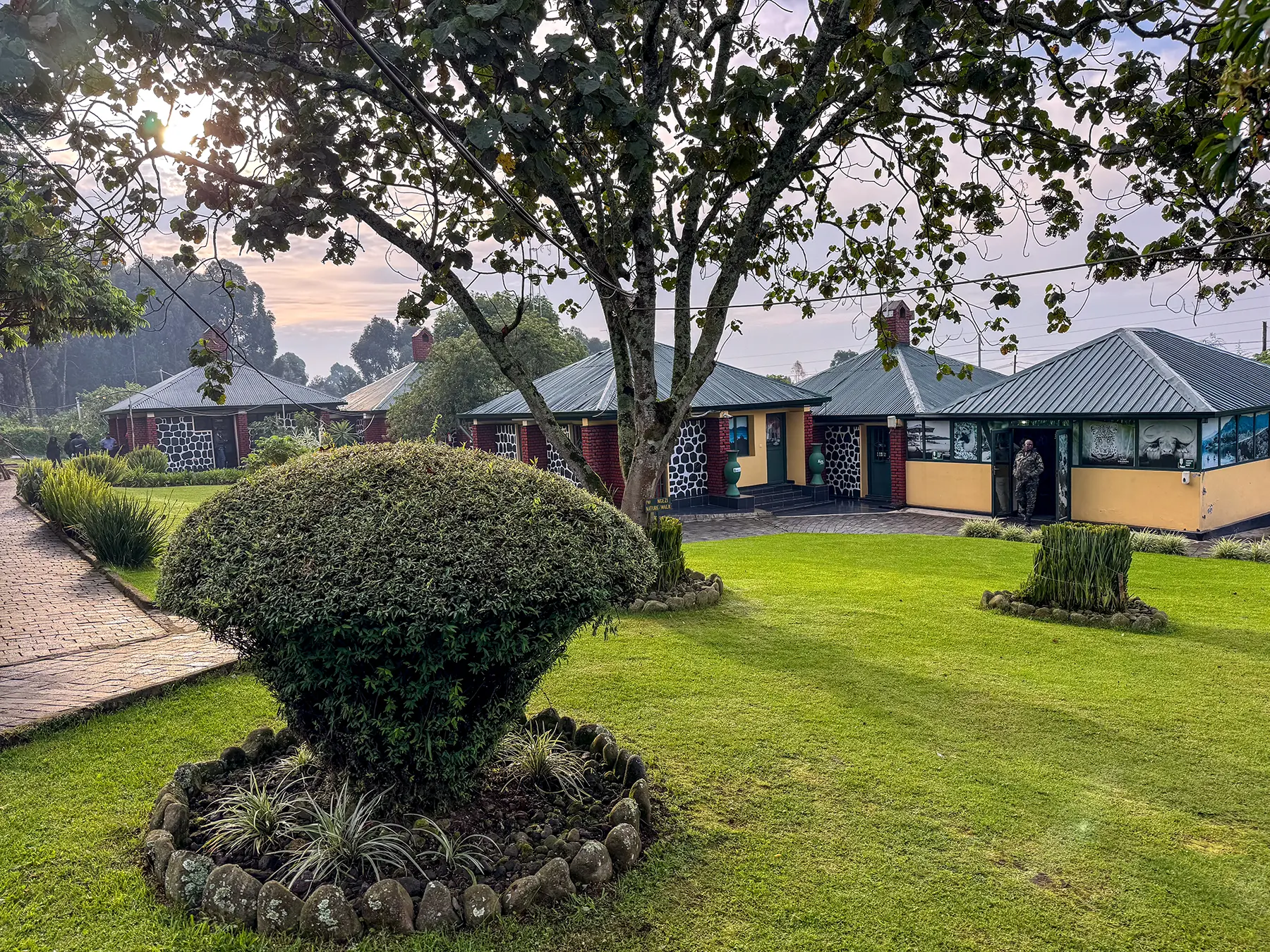 Lodge cottages and a clipped topiary tree on the lawns in golden evening light at a lodge in Volcanoes National Park, Rwanda
