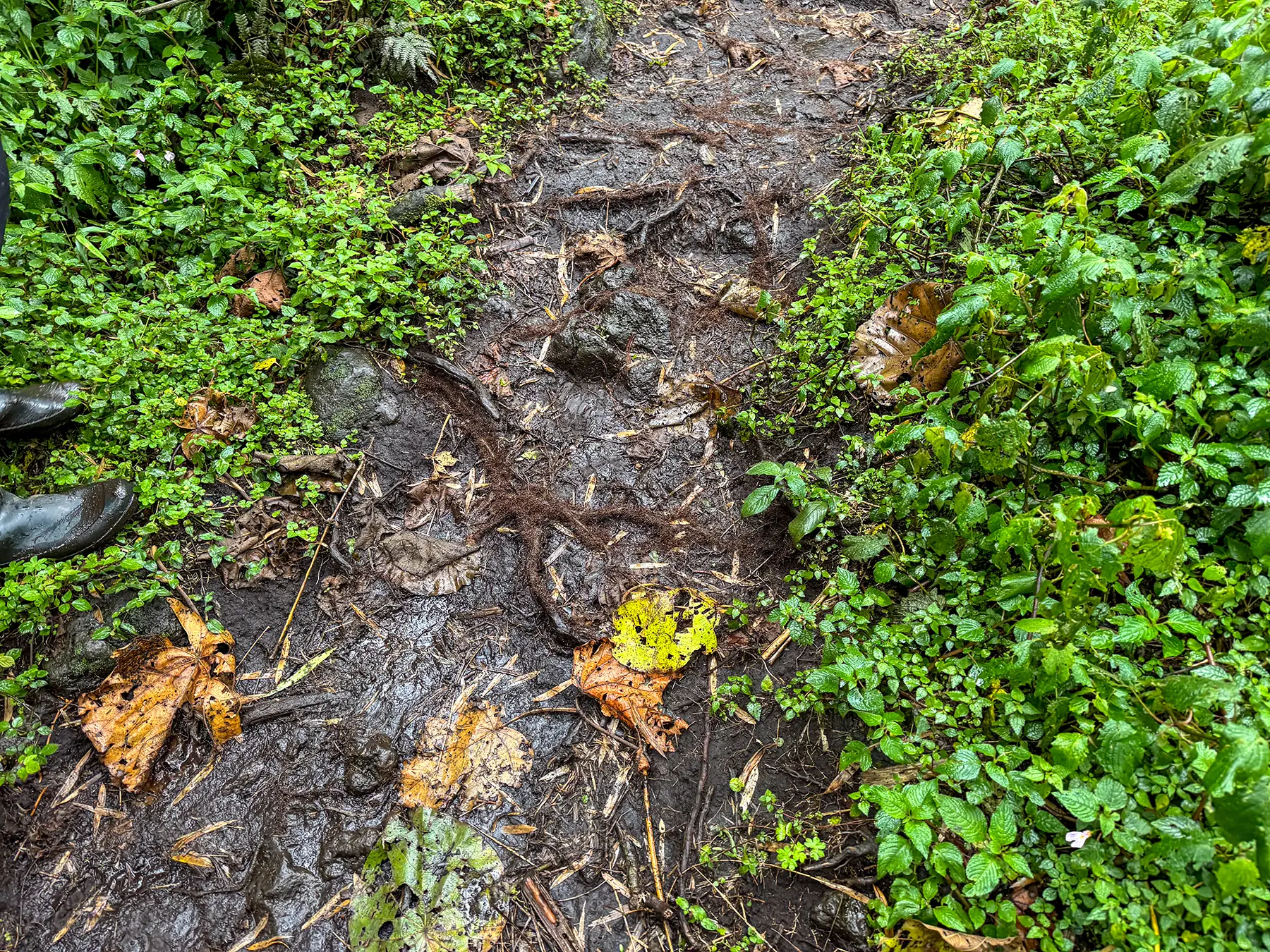 Wet muddy forest trail with hiking boots beside tangled roots at Volcanoes National Park, Rwanda
