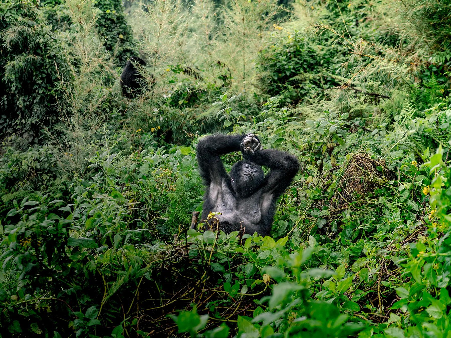 Mountain gorilla sitting with both arms raised above its head amid tall green vegetation on safari in Volcanoes National Park, Rwanda