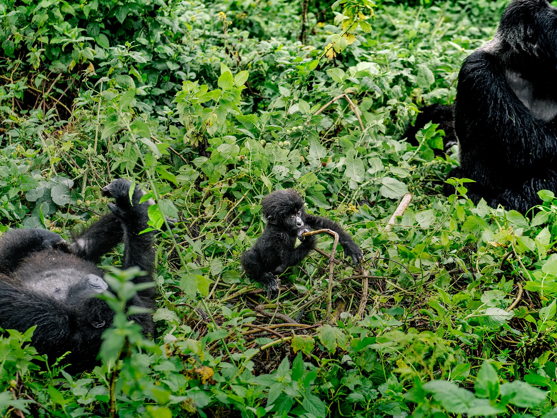 Mountain gorilla infant exploring twigs in a clearing as adults rest nearby on safari in Volcanoes National Park, Rwanda