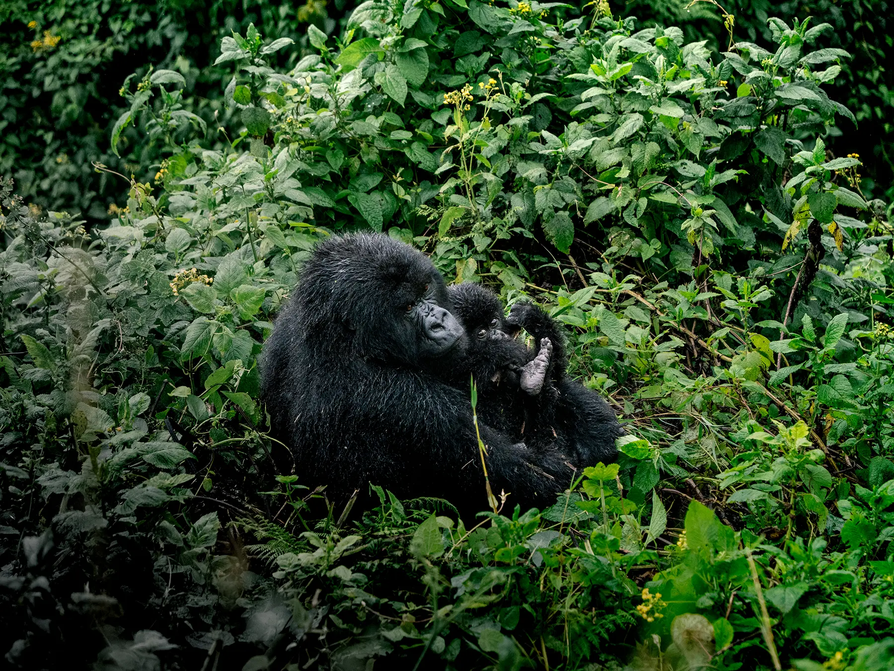 Mother Mountain gorilla cradling and feeding her infant in lush green vegetation on safari in Volcanoes National Park, Rwanda