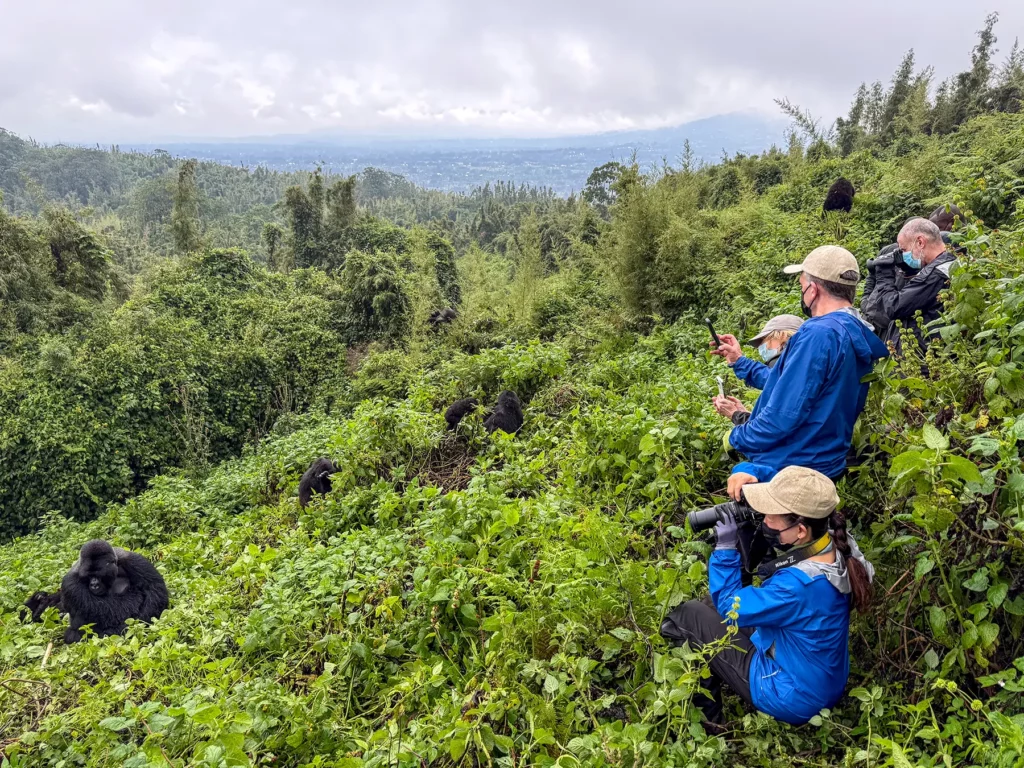 Photographers crouched in dense vegetation observing a Mountain gorilla family on safari in Volcanoes National Park, Rwanda