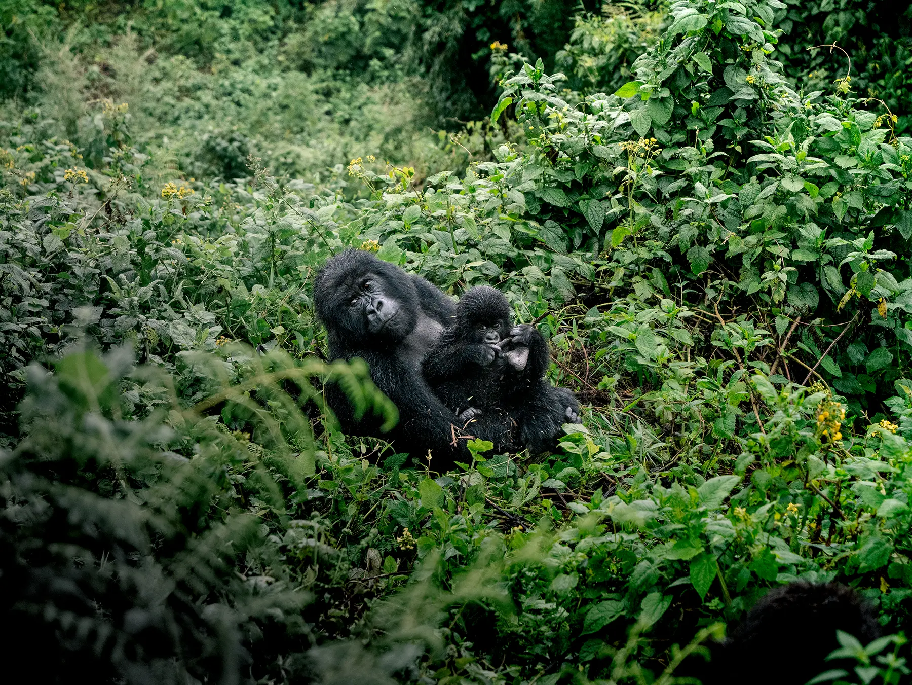 Adult Mountain gorilla holding a small youngster against her chest in deep undergrowth on safari in Volcanoes National Park, Rwanda