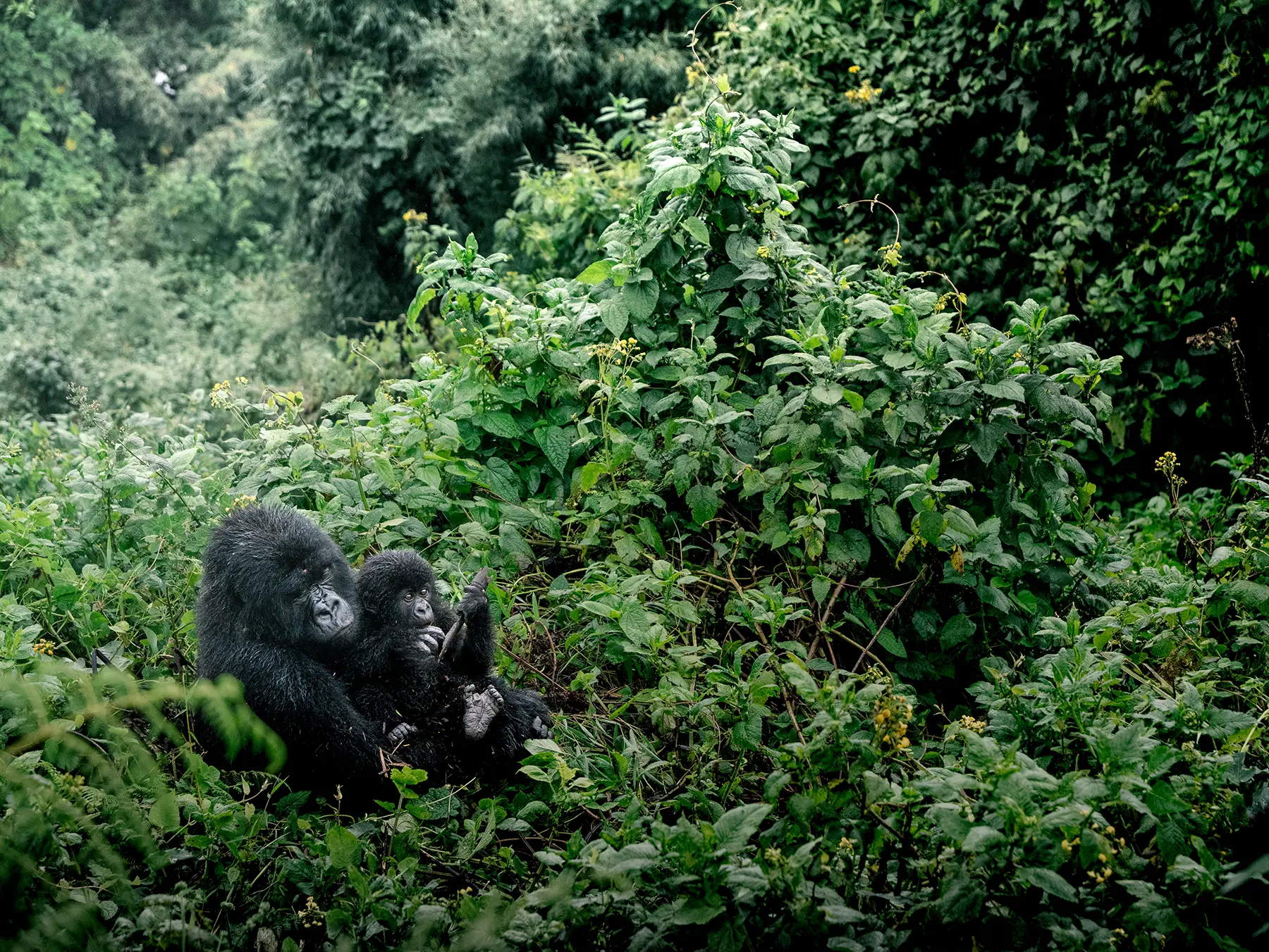 Adult Mountain gorilla with juvenile beside her in a dense bank of forest greenery on safari in Volcanoes National Park, Rwanda