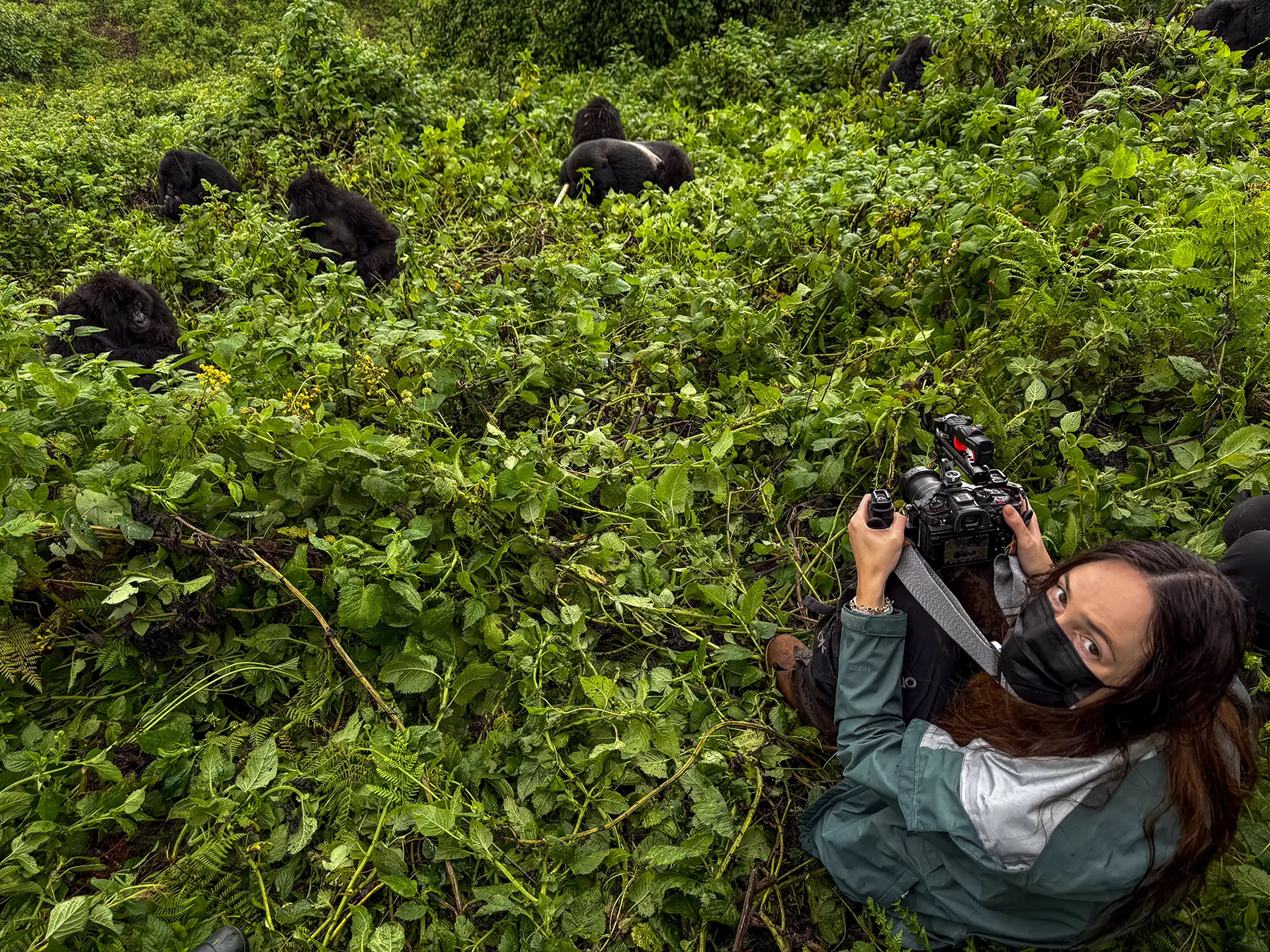 Ella McKendrick with camera and face mask among Mountain gorillas in dense green vegetation on safari in Volcanoes National Park, Rwanda