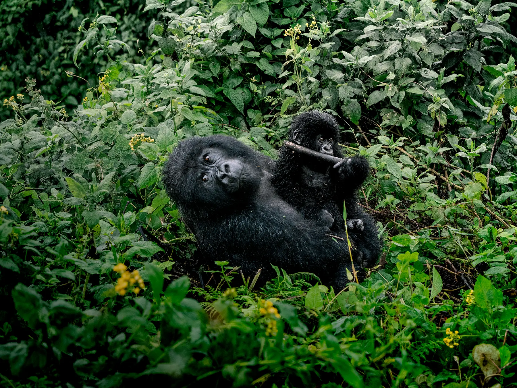 Mother Mountain gorilla on her back with infant gripping a stick above on safari in Volcanoes National Park, Rwanda