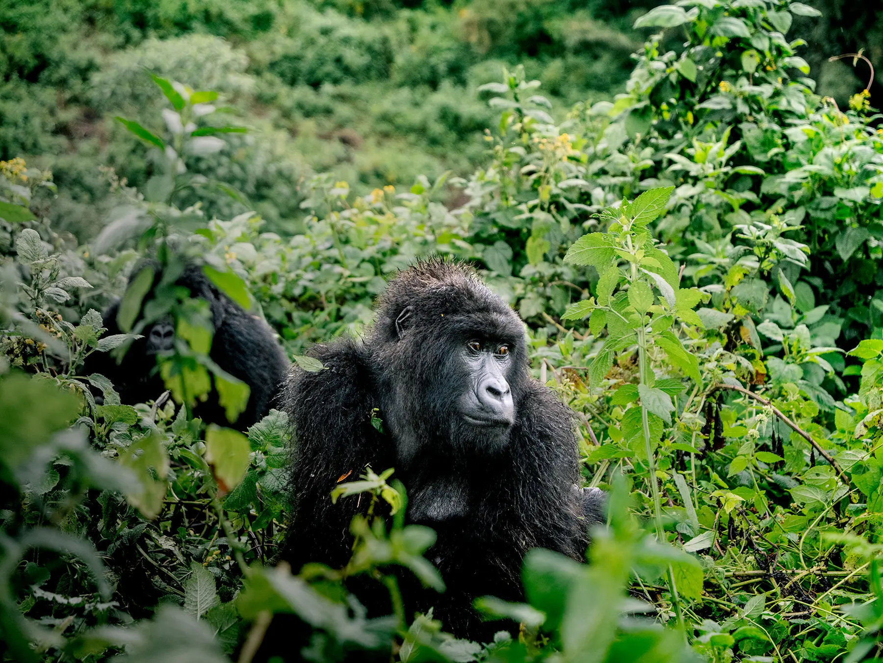 Young Mountain gorilla sitting upright surrounded by tall green stems and stinging nettles on safari in Volcanoes National Park, Rwanda