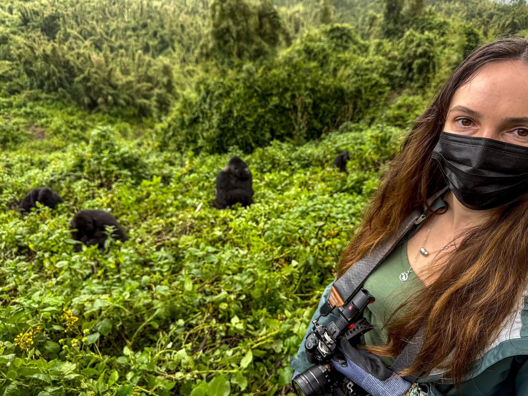 Ella McKendrick foreground in face mask with two Mountain gorillas feeding in green bushes on safari in Volcanoes National Park, Rwanda