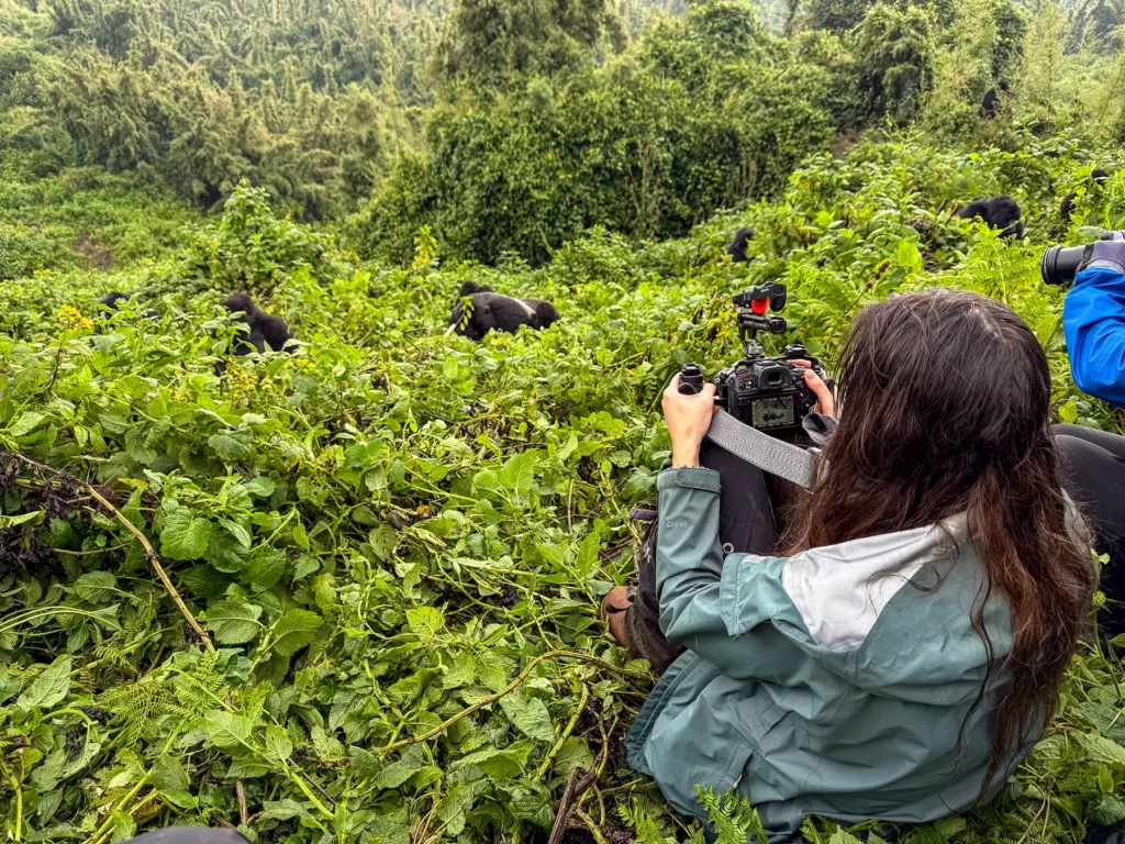 Ella McKendrick seated with camera as Mountain gorillas browse in green undergrowth on safari in Volcanoes National Park, Rwanda