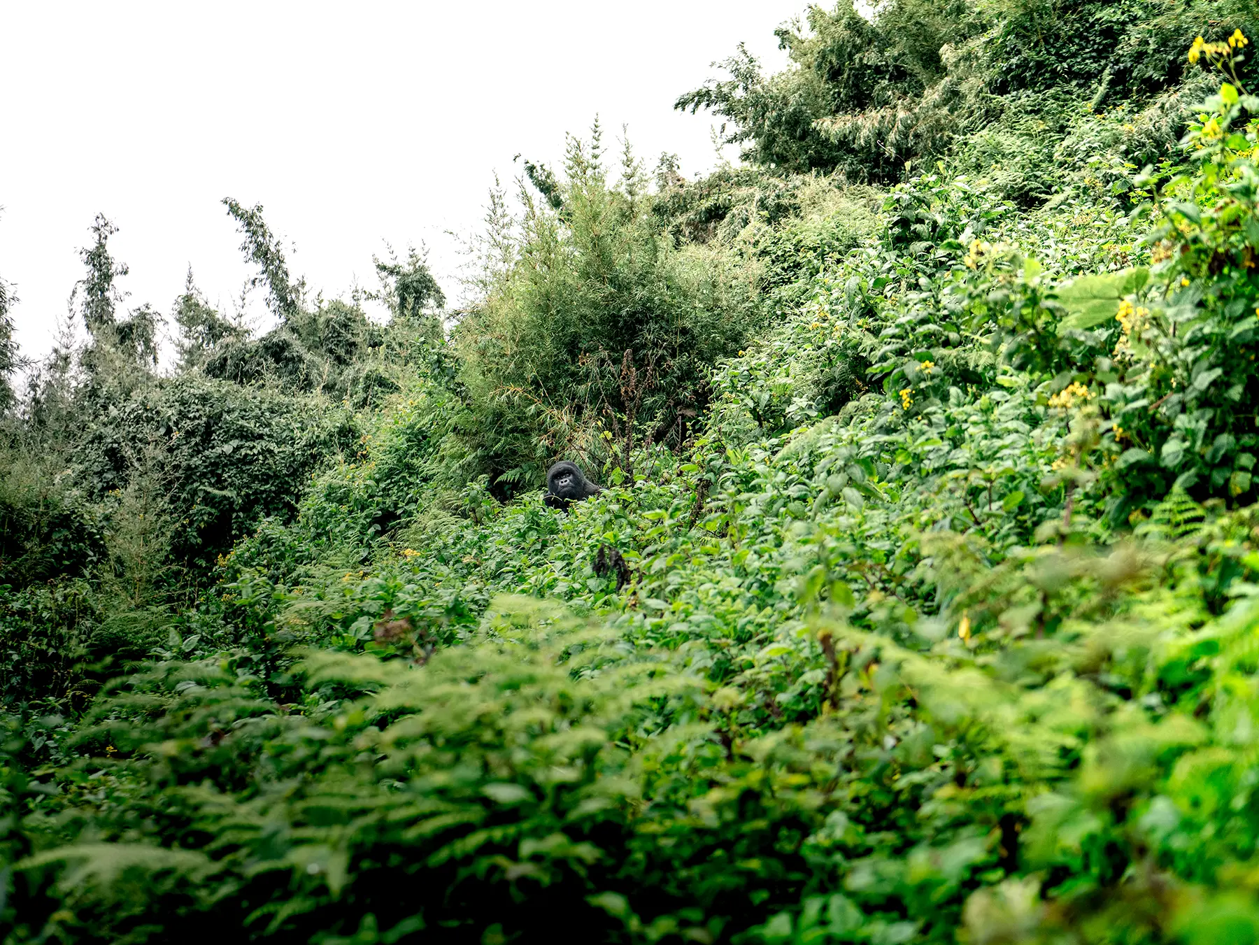 Distant mountain gorilla almost hidden in dense forest vegetation on safari in Volcanoes National Park, Rwanda