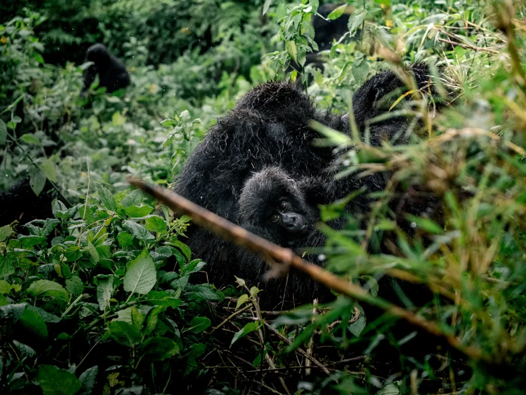 Mountain gorilla half hidden in dense forest undergrowth on safari in Volcanoes National Park, Rwanda