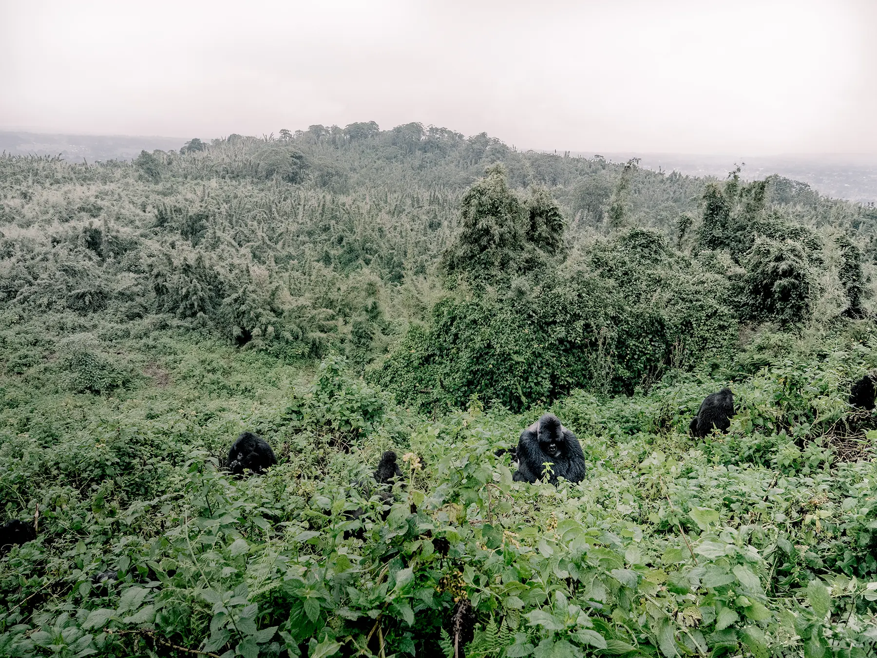 Mountain gorillas feeding among hilltop bushes with a wide forested valley behind on safari in Volcanoes National Park, Rwanda
