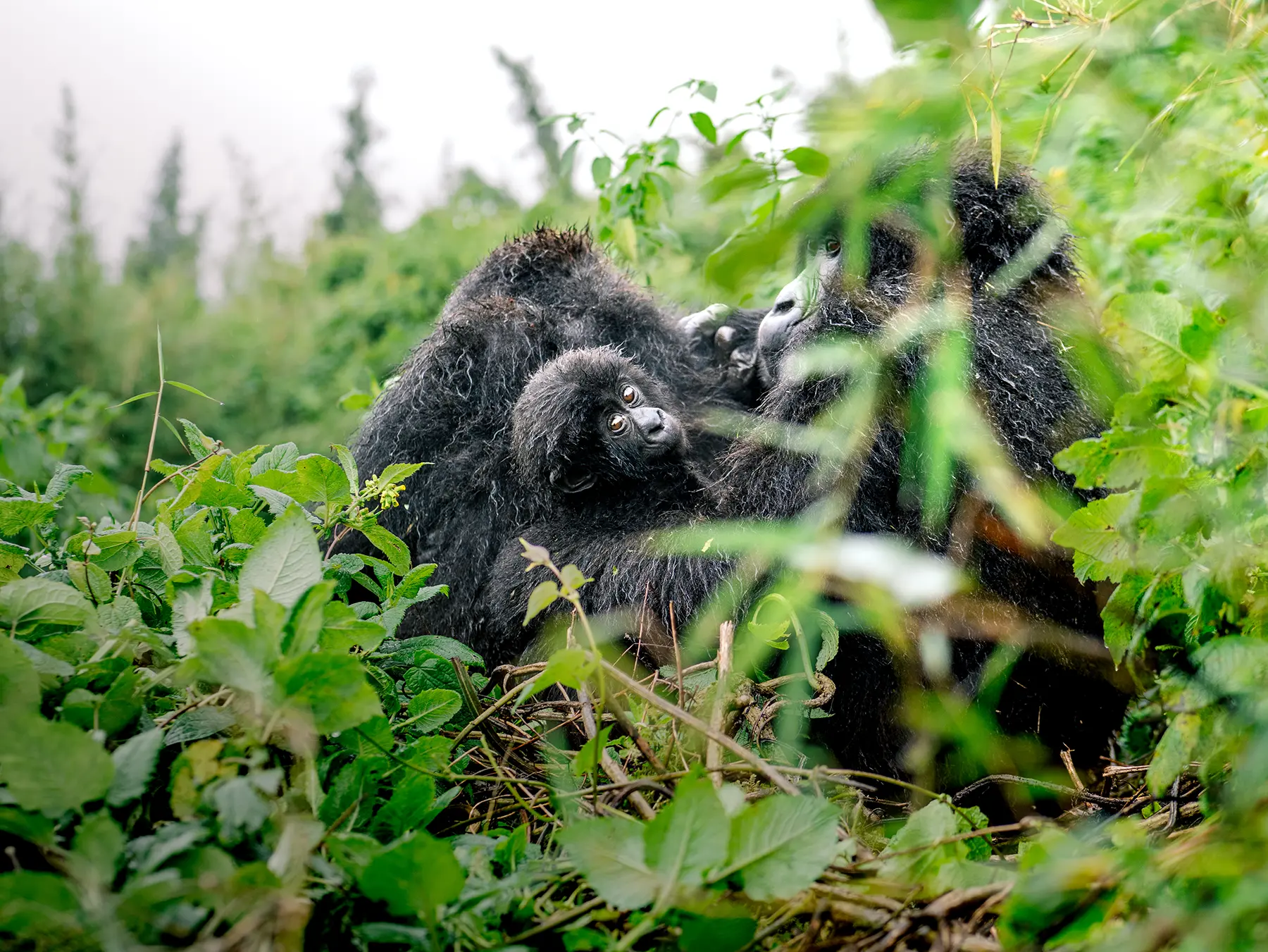 Mother mountain gorilla grooming a small infant resting against her body on safari in Volcanoes National Park, Rwanda