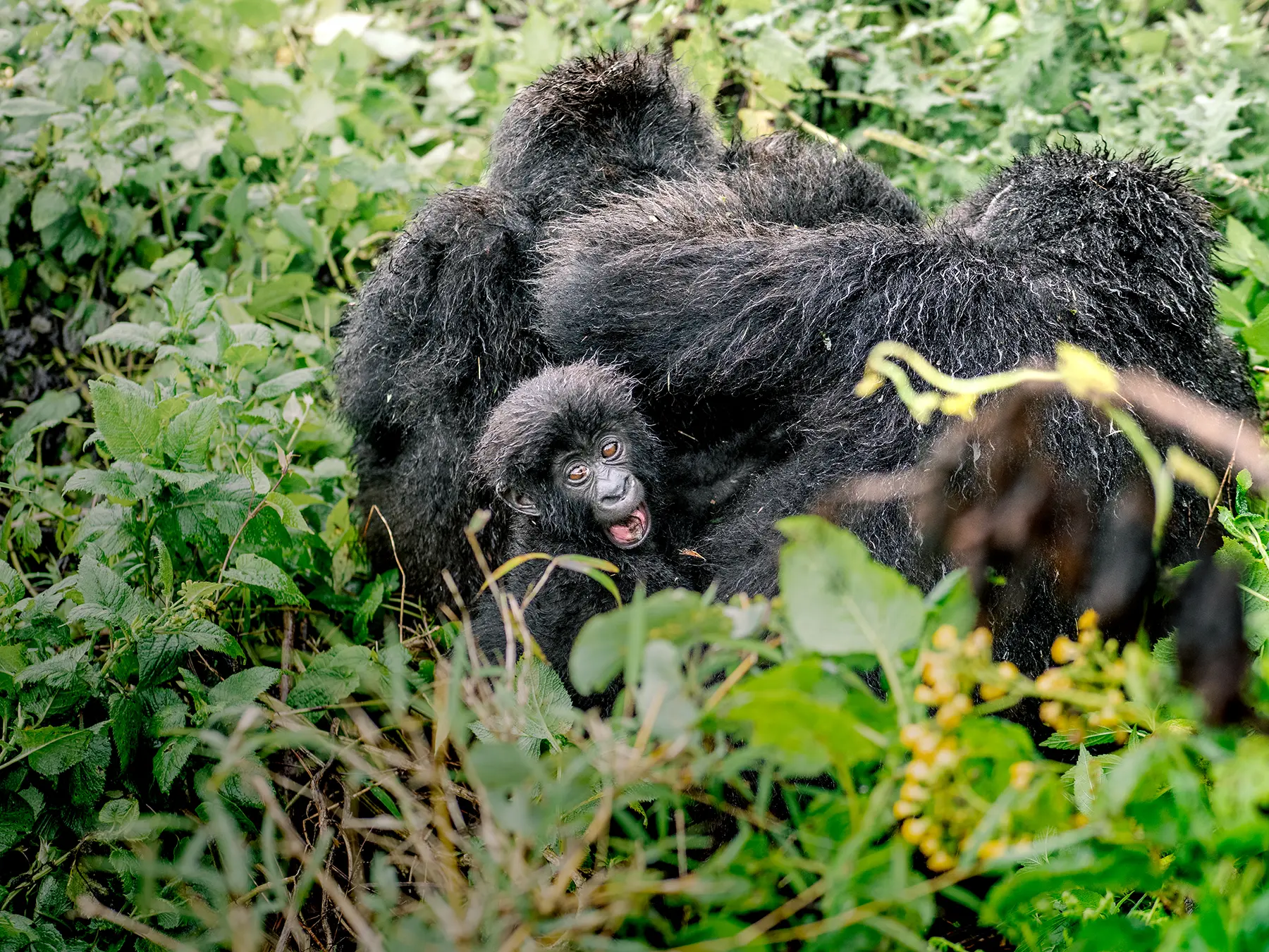 Mountain gorilla infant with mouth open peering up while clinging to its mother on safari in Volcanoes National Park, Rwanda