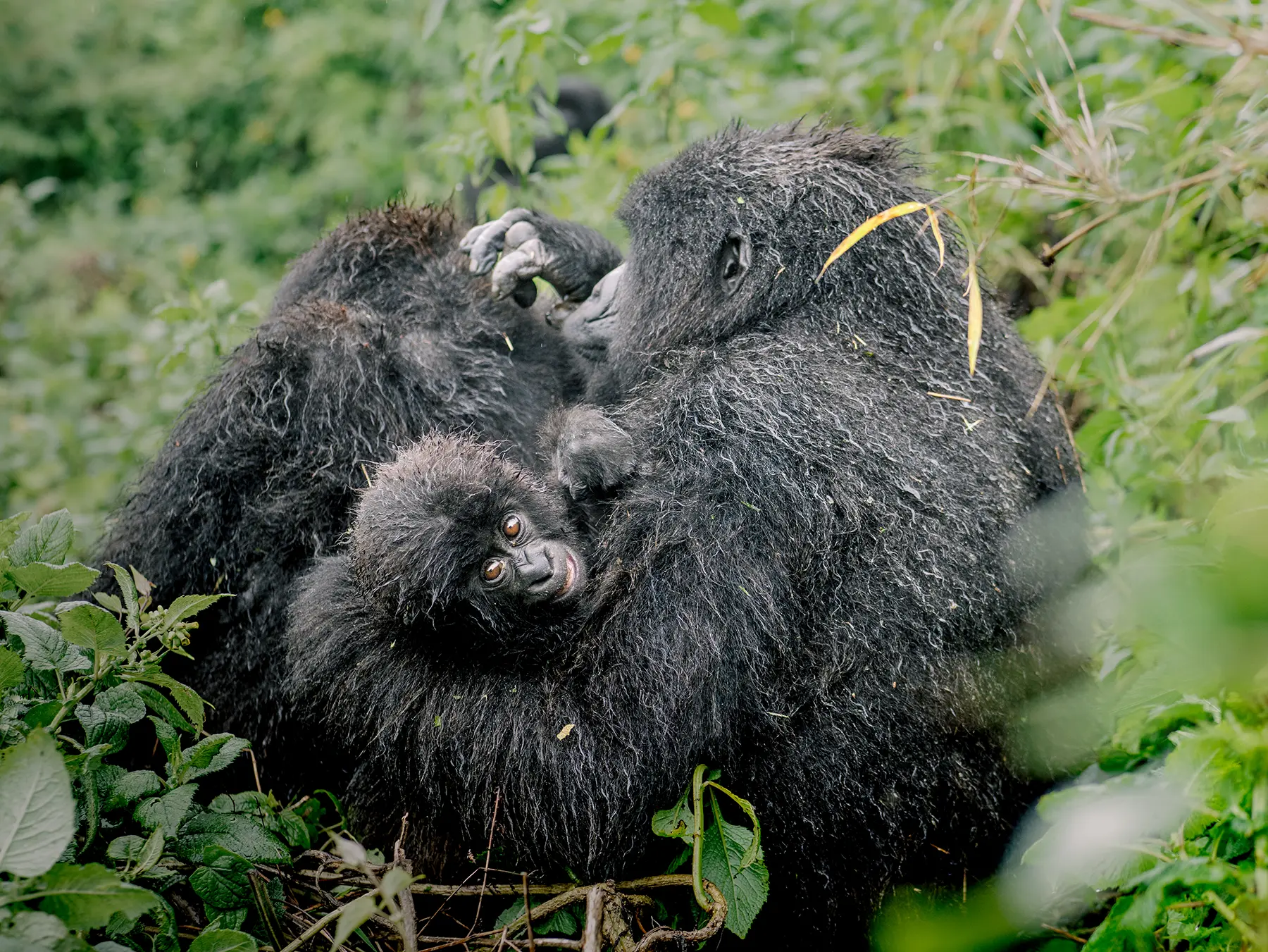 Two mountain gorillas grooming with a tiny infant tucked against an adult chest on safari in Volcanoes National Park, Rwanda