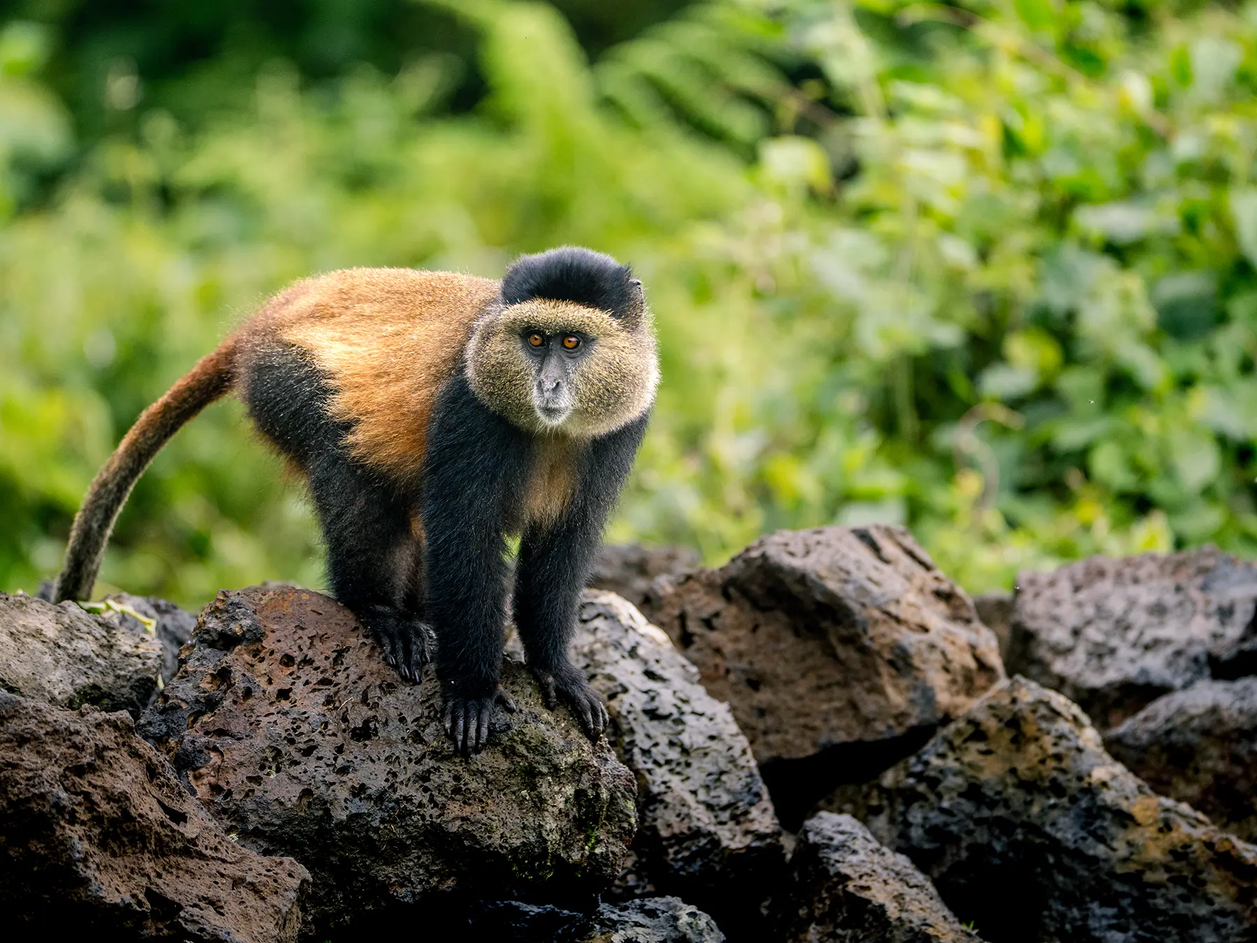 Golden monkey standing on volcanic boulders facing the camera on safari in Volcanoes National Park, Rwanda