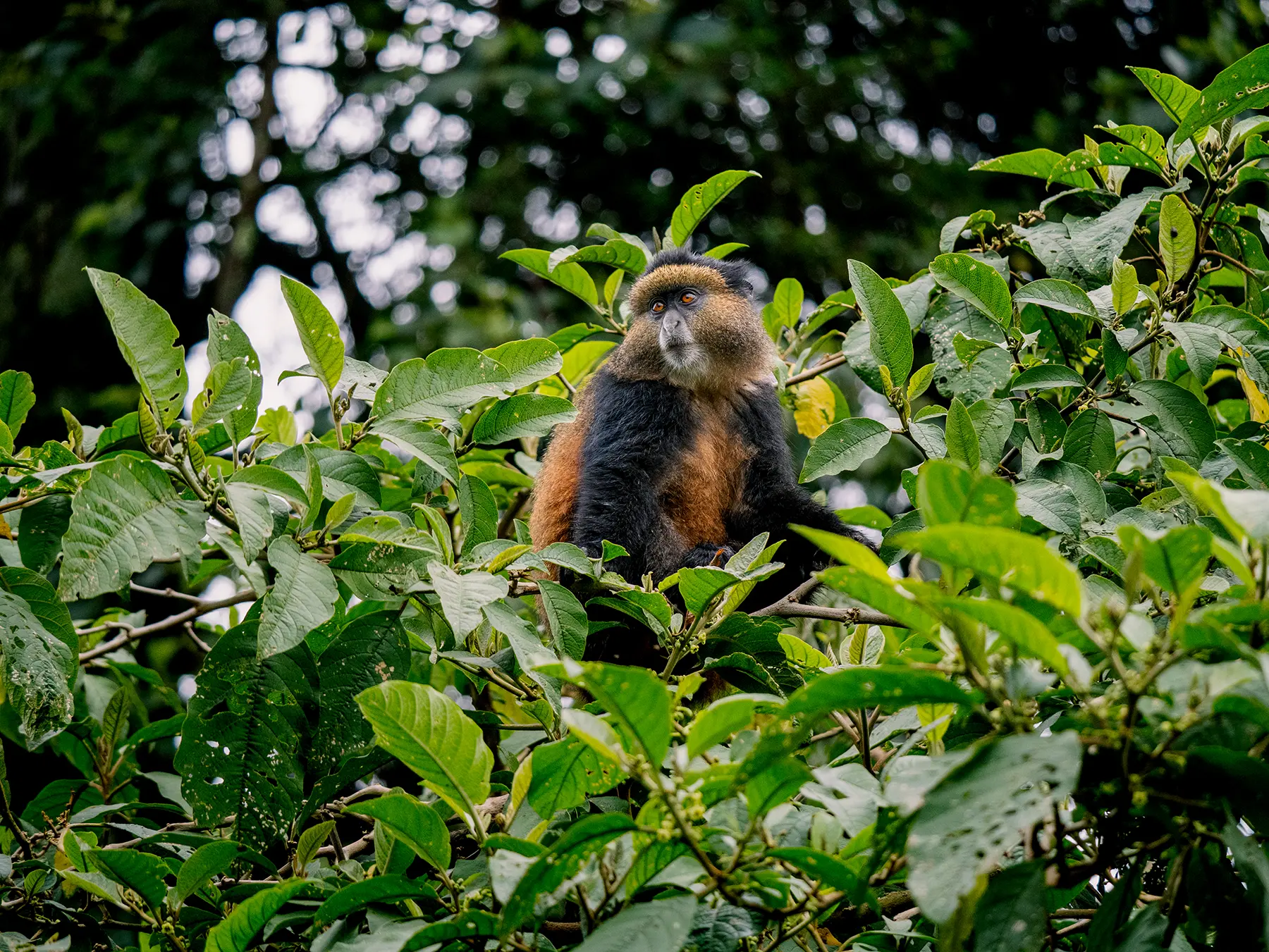 Golden monkey perched amongst foliage in the upper canopy on safari in Volcanoes National Park, Rwanda