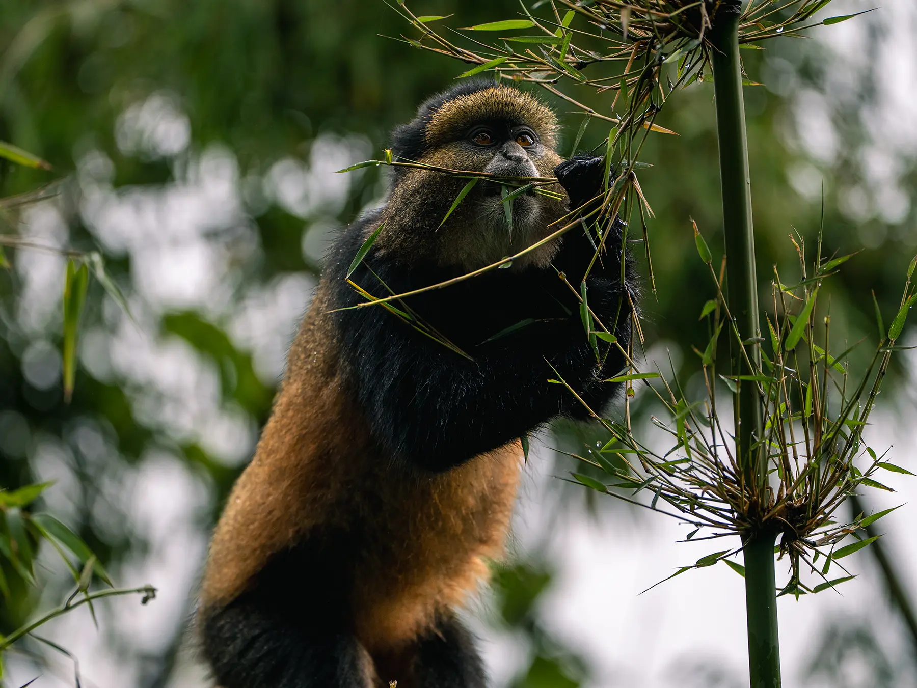 Golden monkey eating a tall green stalk reaching upward on safari in Volcanoes National Park, Rwanda