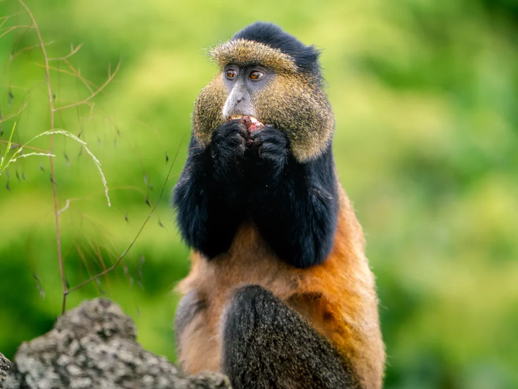 Golden monkey sitting upright eating potato held in both hands on safari in Volcanoes National Park, Rwanda