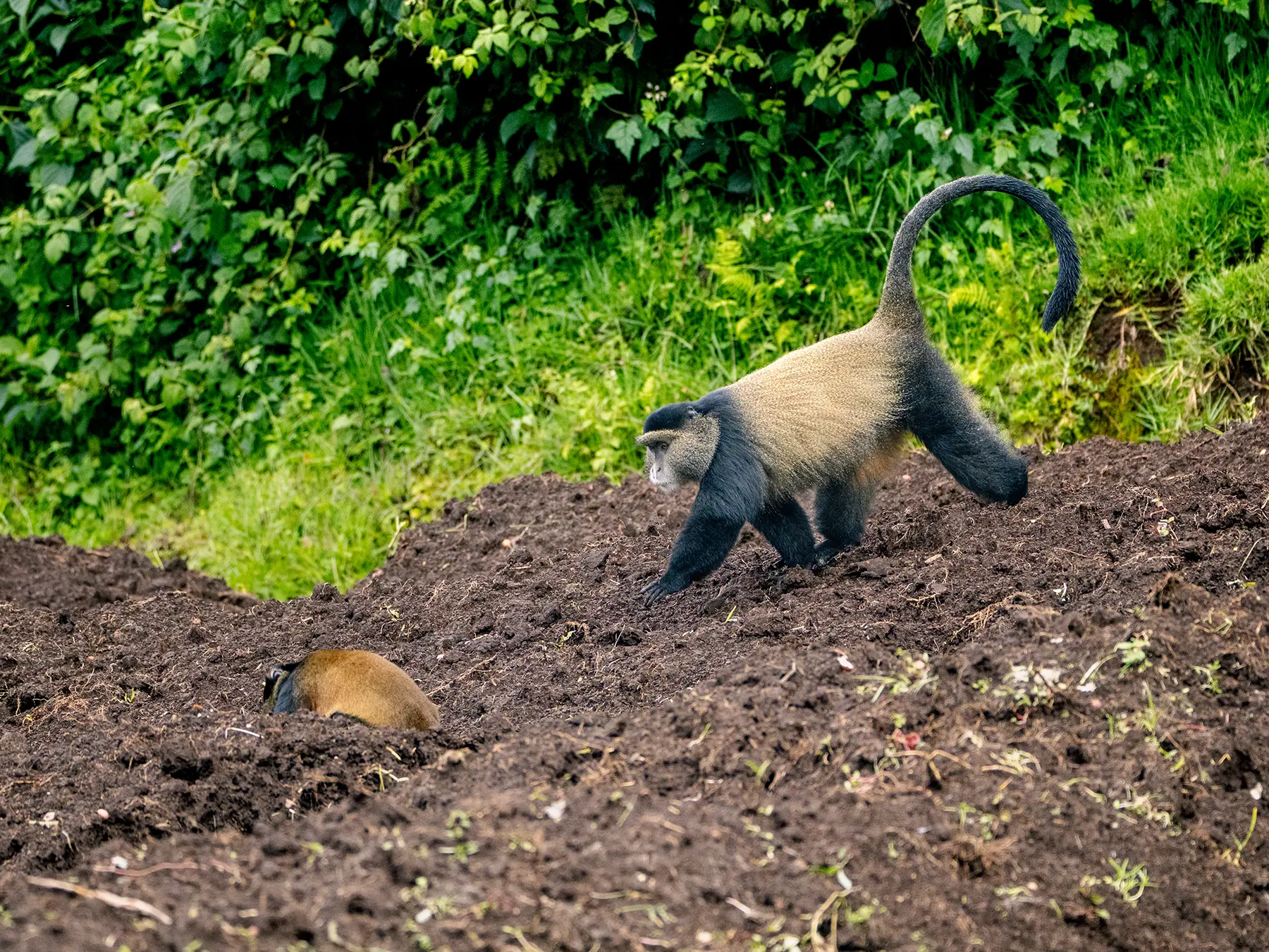 An adult Golden monkey striding into the potato crop on safari in Volcanoes National Park, Rwanda
