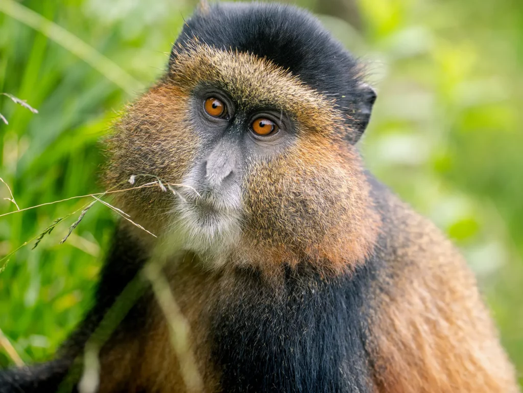Close-up portrait of a Golden monkey with bright orange eyes on safari in Volcanoes National Park, Rwanda