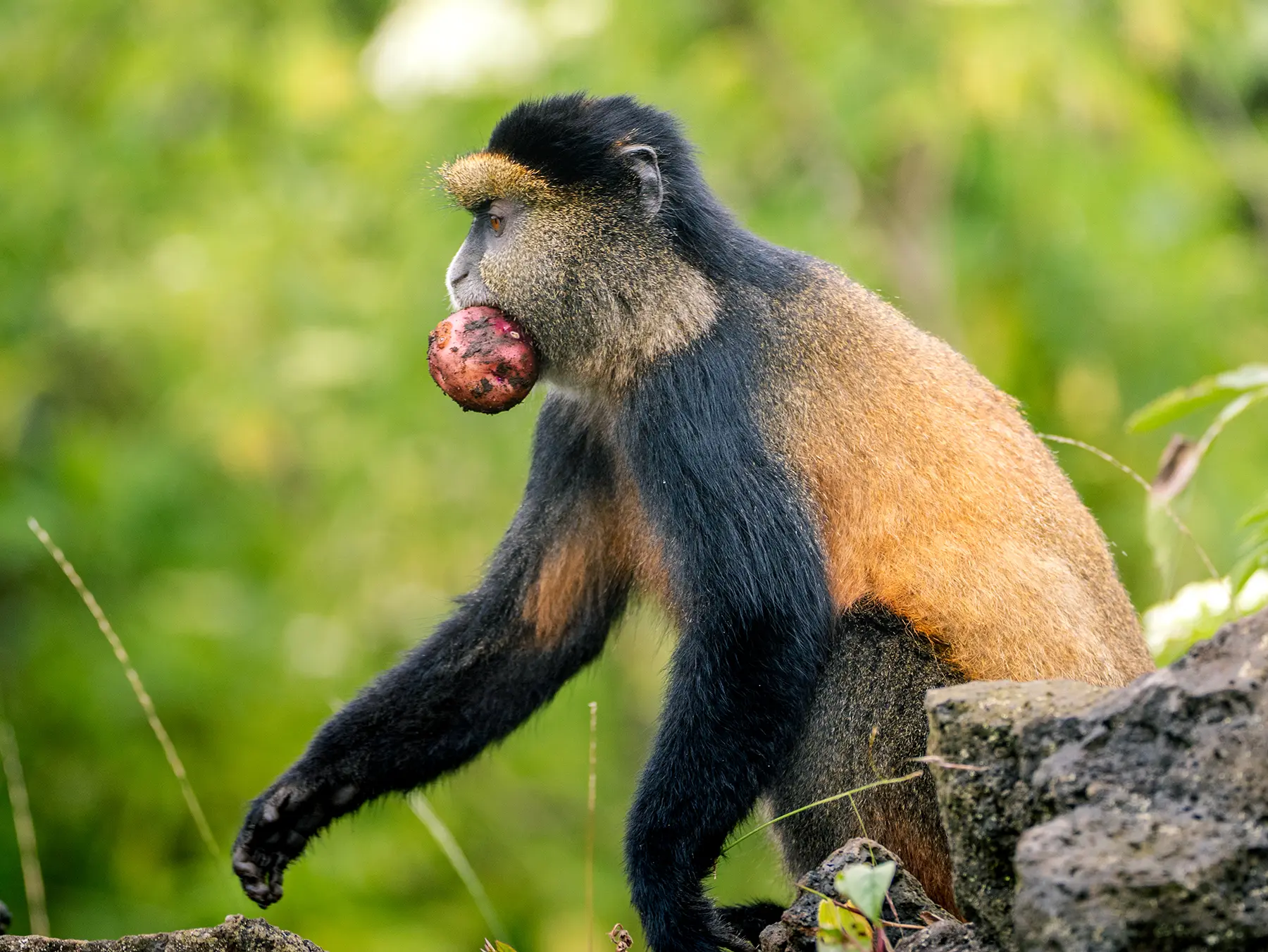 Golden monkey carrying a potato in its mouth across volcanic rocks on safari in Volcanoes National Park, Rwanda