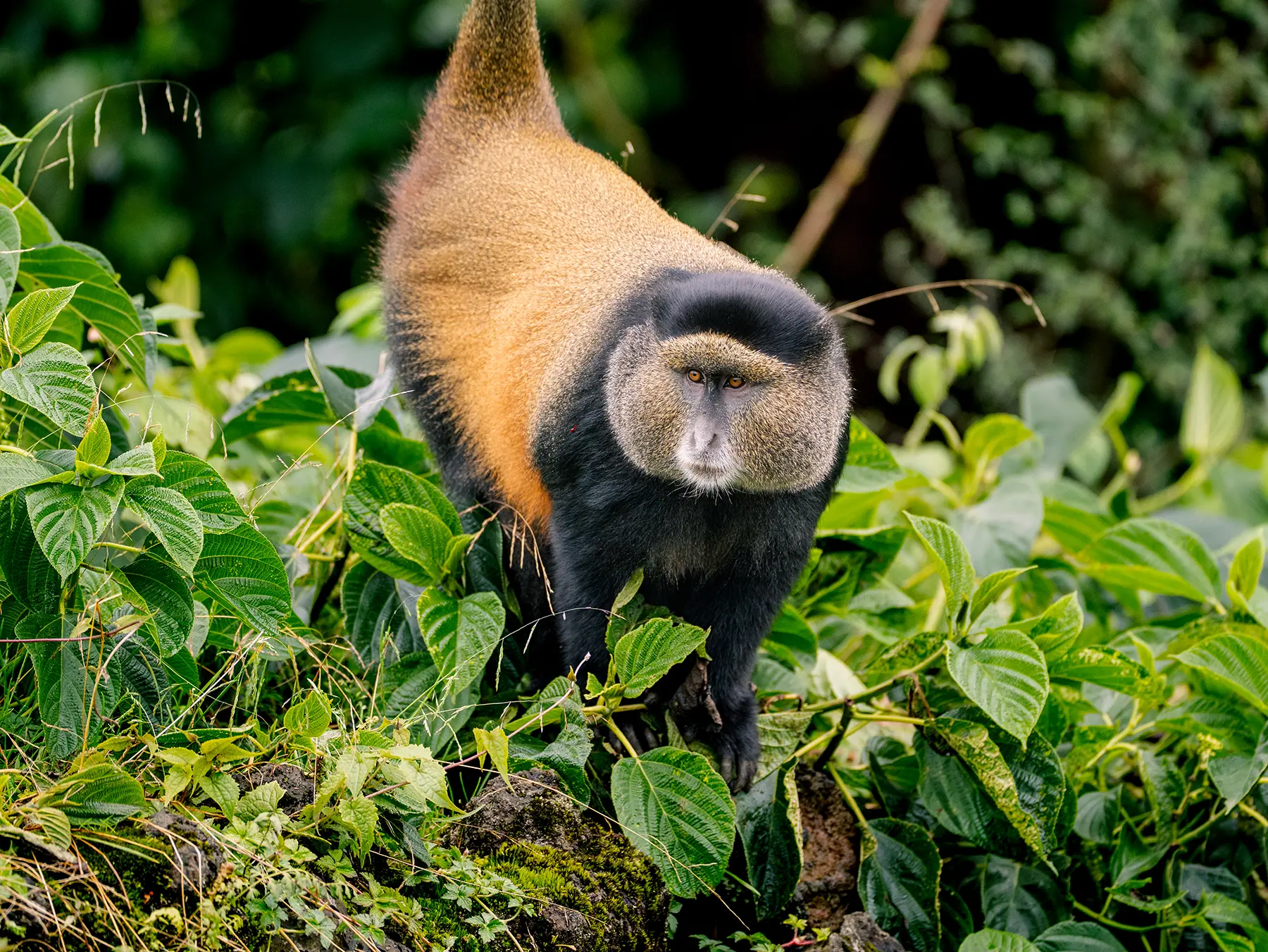Golden monkey standing alert on a mossy boulder with tail raised on safari in Volcanoes National Park, Rwanda