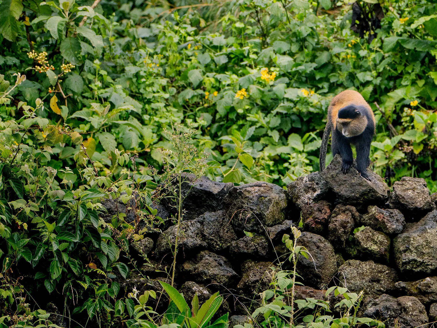 Golden monkey perched on a stacked lava-stone wall by the park boundary on safari in Volcanoes National Park, Rwanda