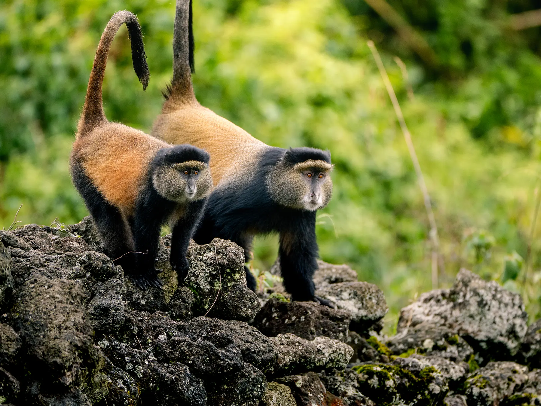 Pair of Golden monkeys side by side on volcanic rocks on safari in Volcanoes National Park, Rwanda