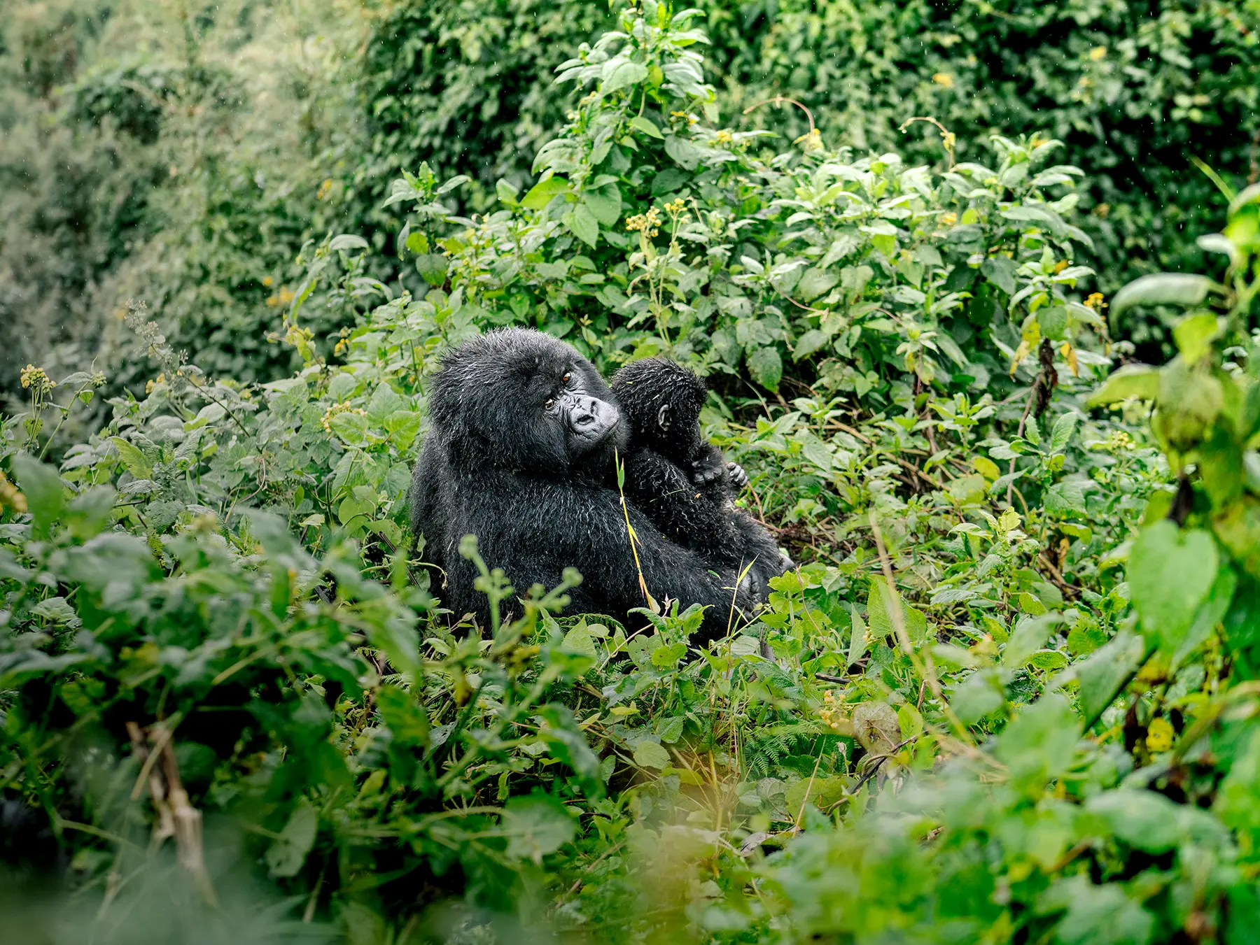 Mother mountain gorilla with small infant clinging to her chest among forest plants on safari in Volcanoes National Park, Rwanda