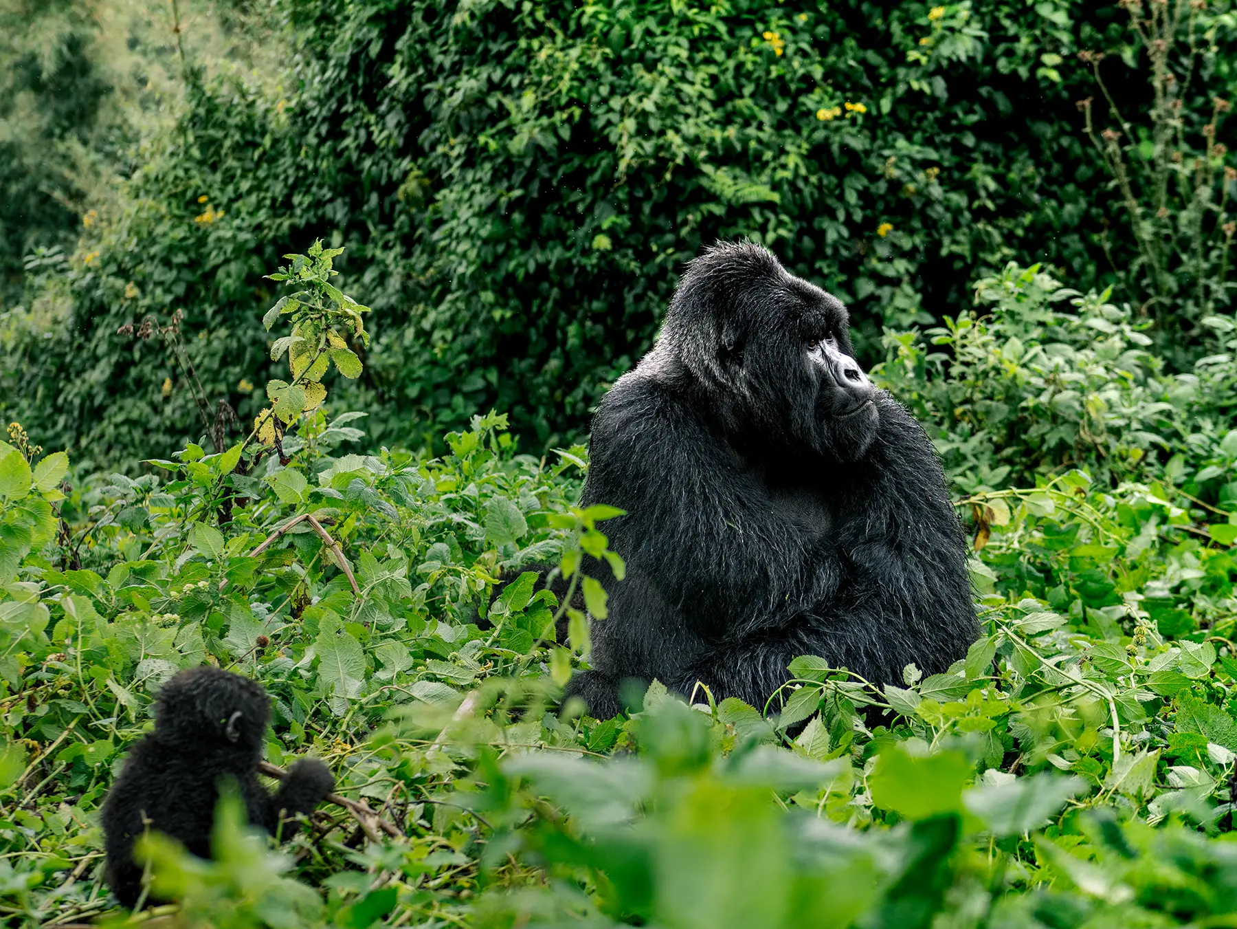 Silverback mountain gorilla viewed from behind with a juvenile sat on the grass on safari in Volcanoes National Park, Rwanda