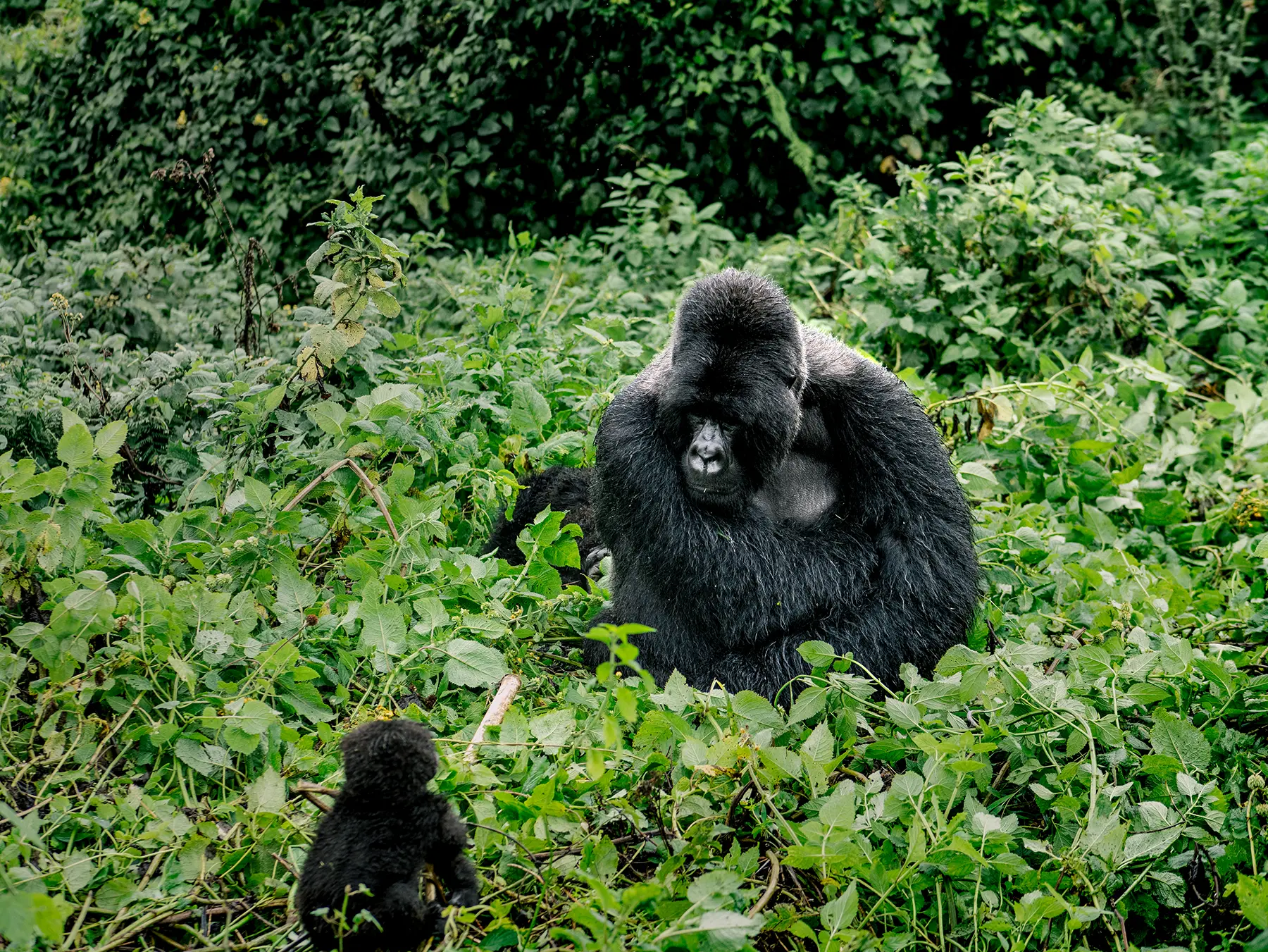 Silverback mountain gorilla seated upright with a small youngster in the foreground on safari in Volcanoes National Park, Rwanda