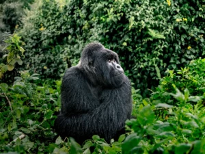 Silverback Mountain gorilla seated and looking up against thick green foliage on safari in Volcanoes National Park, Rwanda