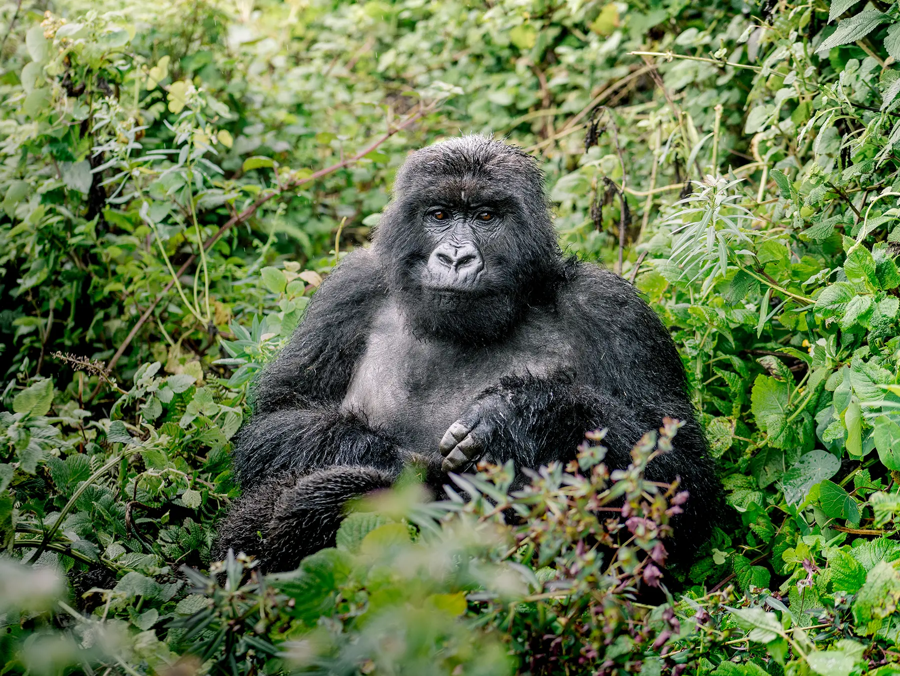 Silverback mountain gorilla seated facing camera amid green undergrowth on safari in Volcanoes National Park, Rwanda