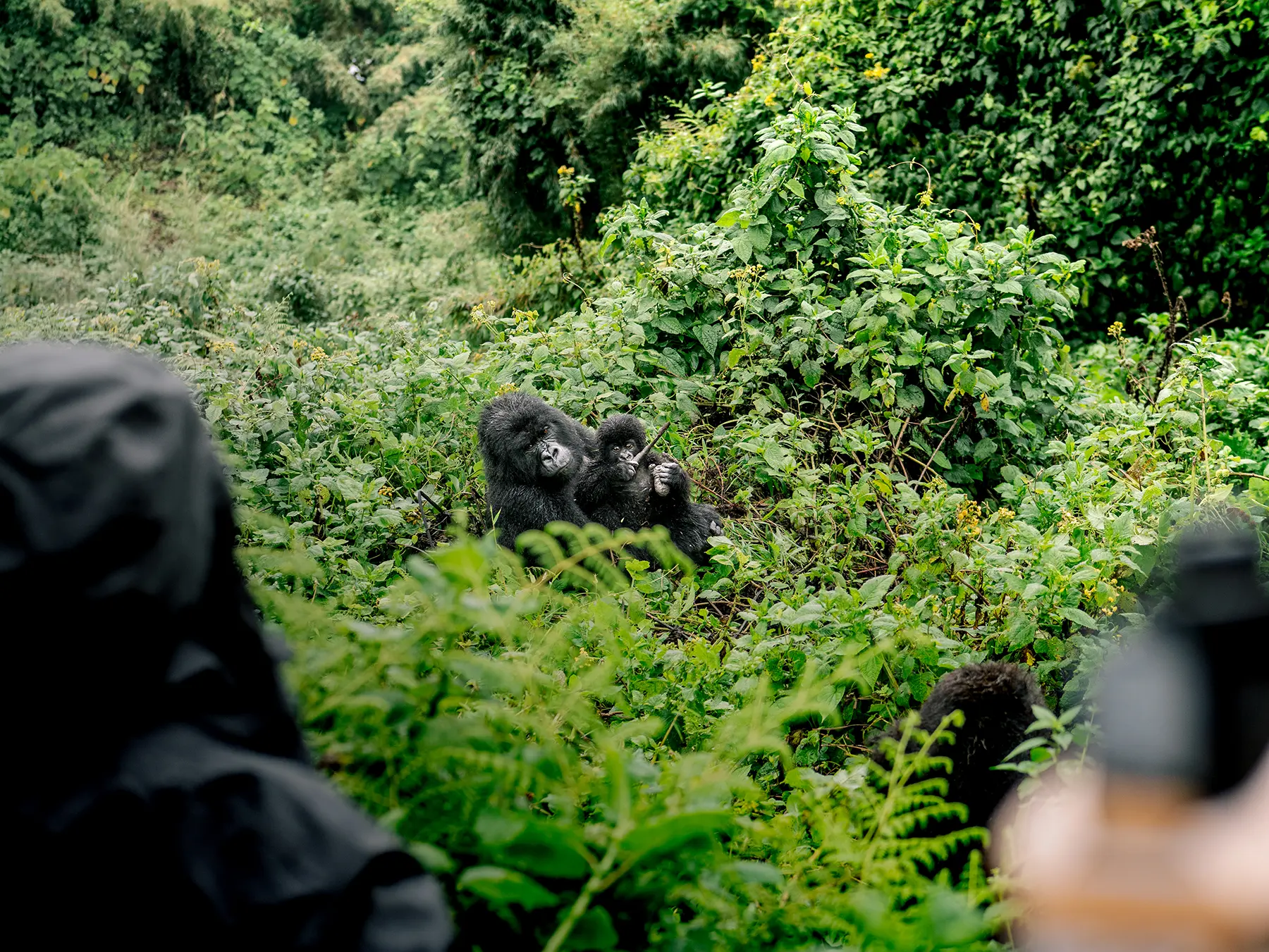 Trekkers in waterproofs watching a distant mountain gorilla feeding in dense forest on safari in Volcanoes National Park, Rwanda
