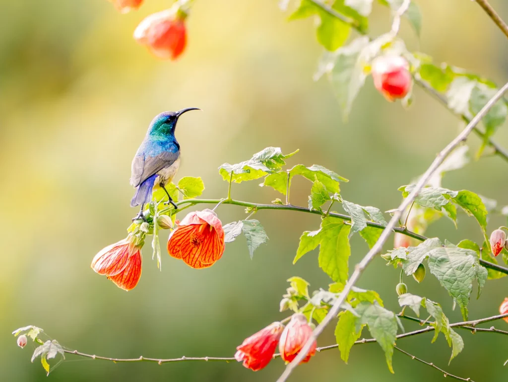 Sunbird with iridescent blue plumage perched on an orange lantern flower on safari in Volcanoes National Park, Rwanda