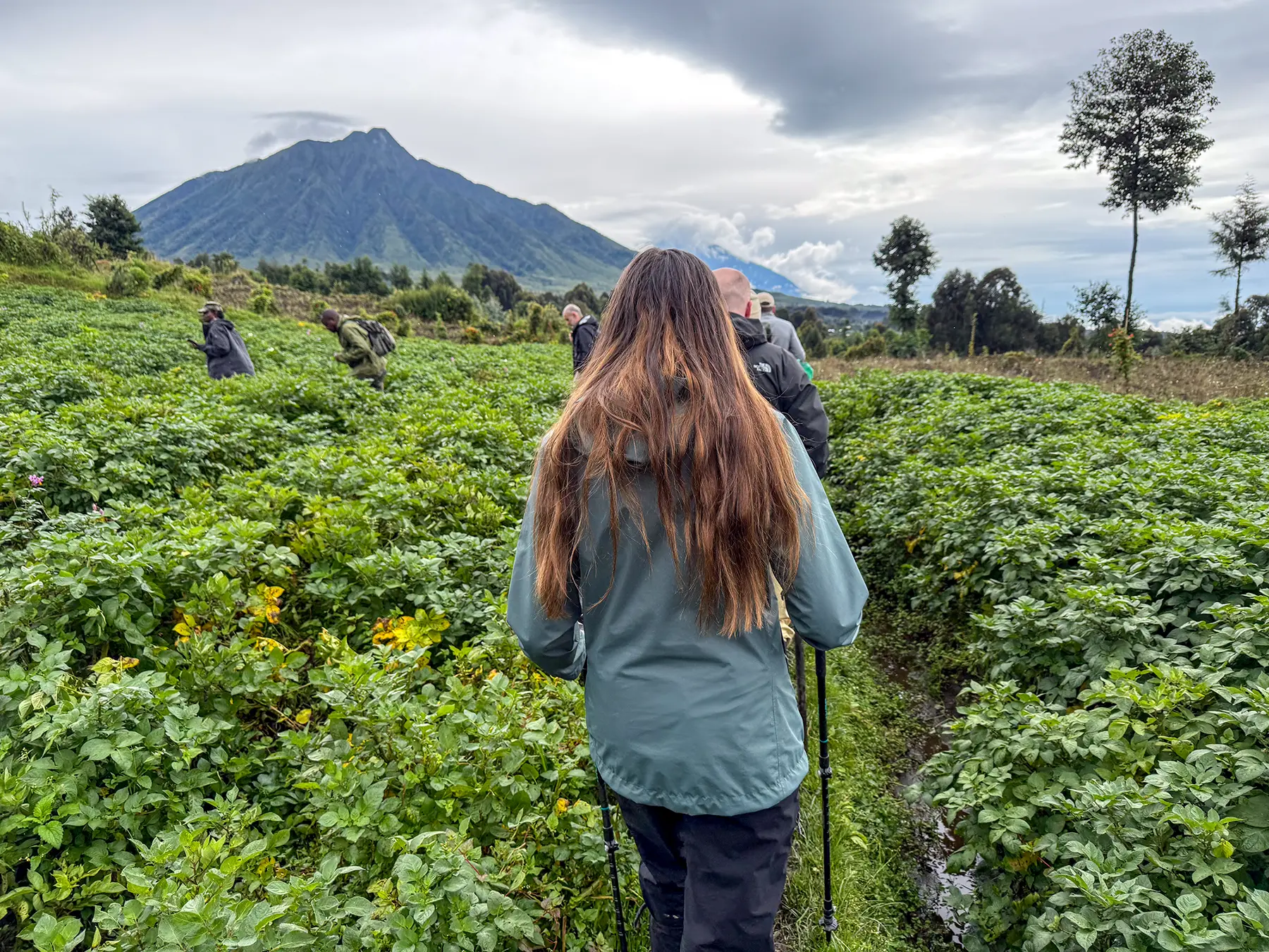 Ella McKendrick from behind with trekking poles through green crop field toward volcano at the trailhead in Volcanoes National Park, Rwanda