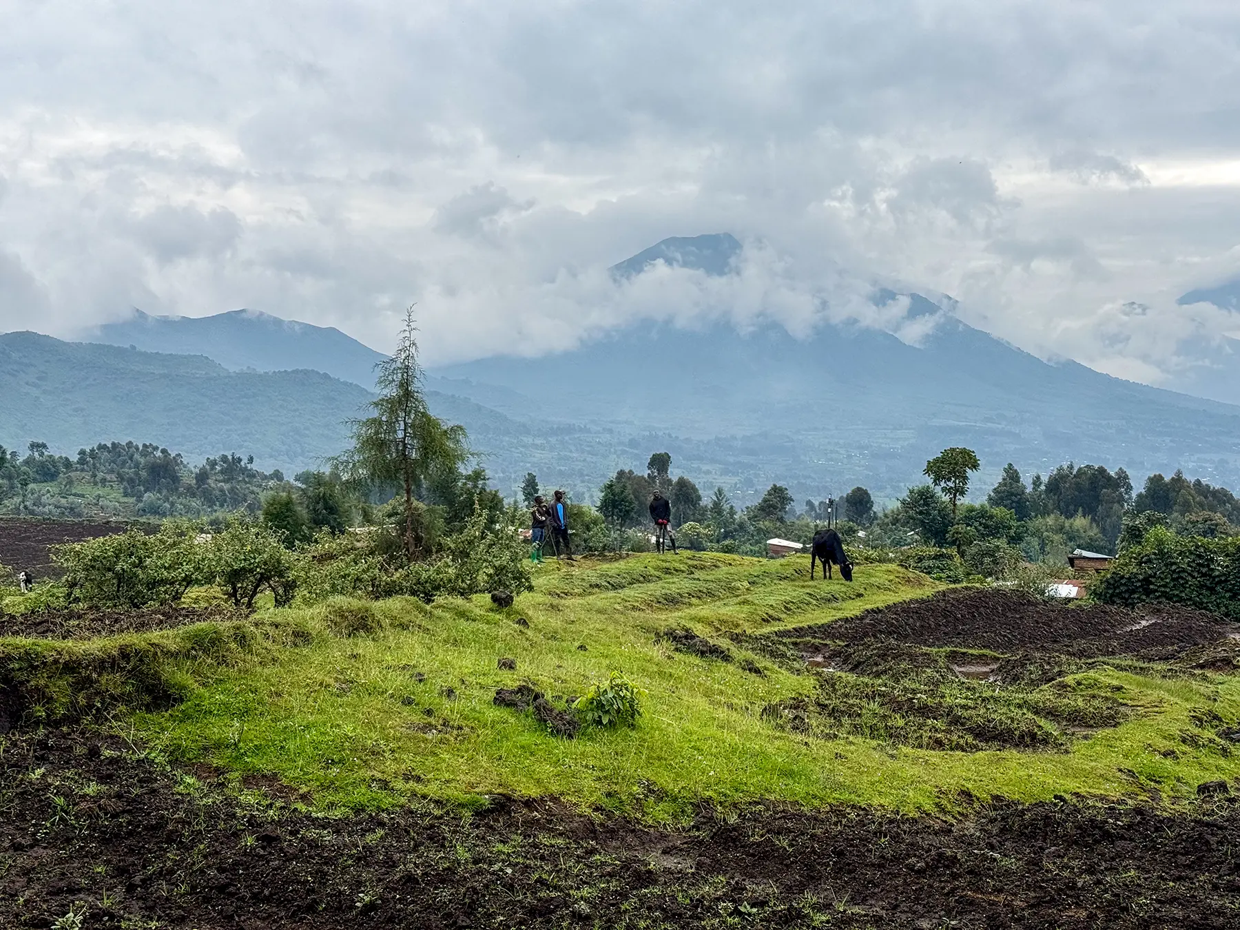 local farmers on green terraced slopes with lone tree and misty volcano peaks at Volcanoes National Park, Rwanda