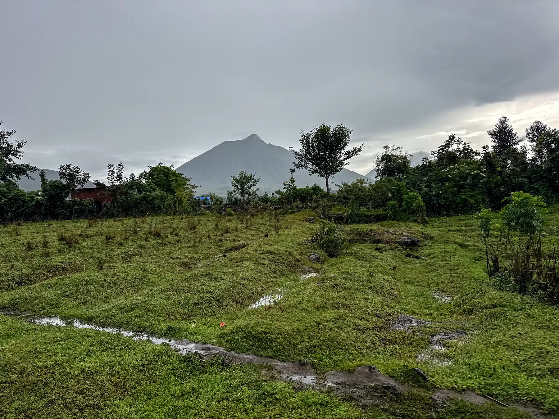 Wet green meadow with volcano peak rising behind the treeline at Volcanoes National Park, Rwanda