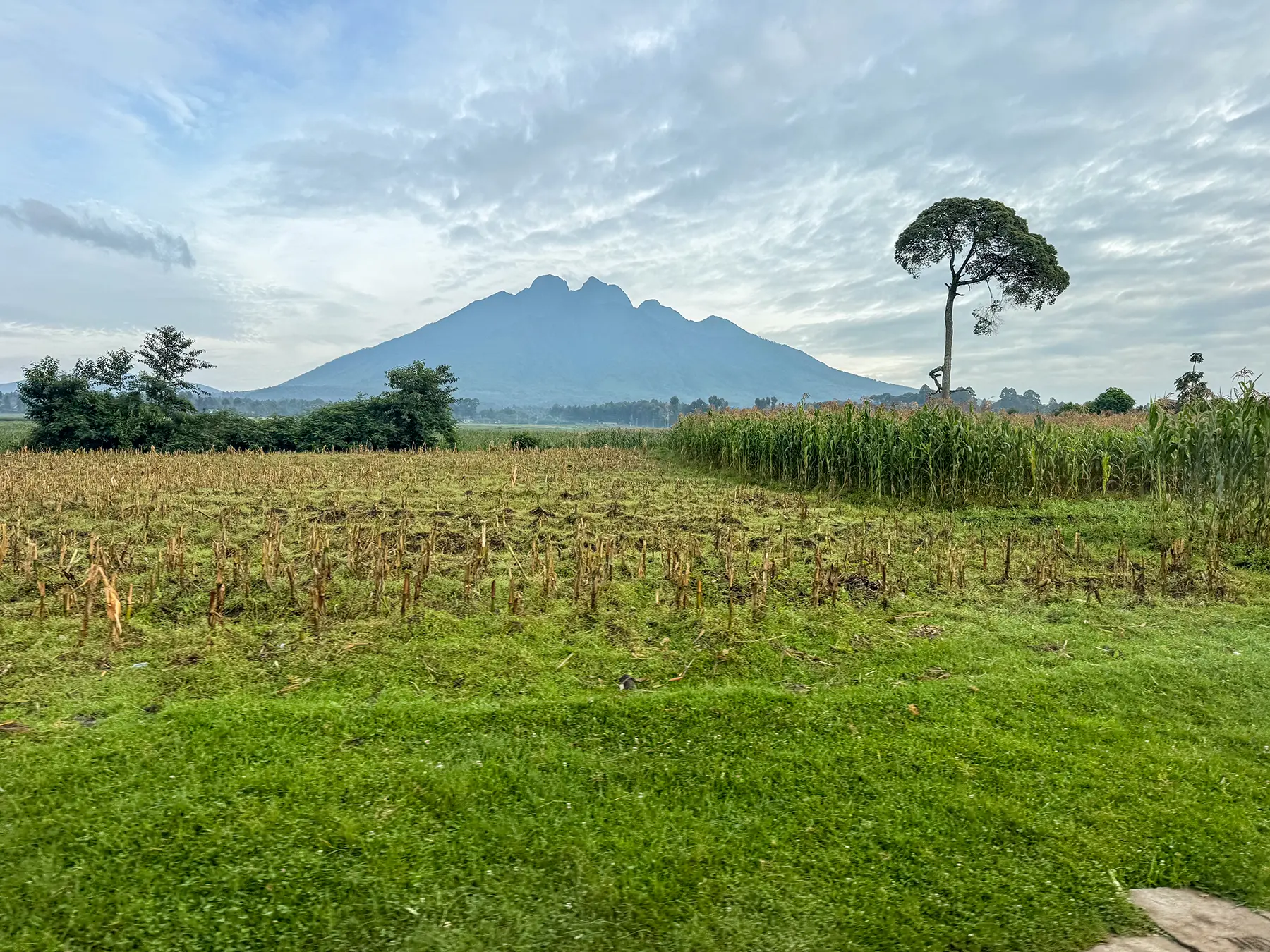 Lone tree beside maize stubble with the Virunga volcanoes in the distance at Kinigi sector in Volcanoes National Park, Rwanda