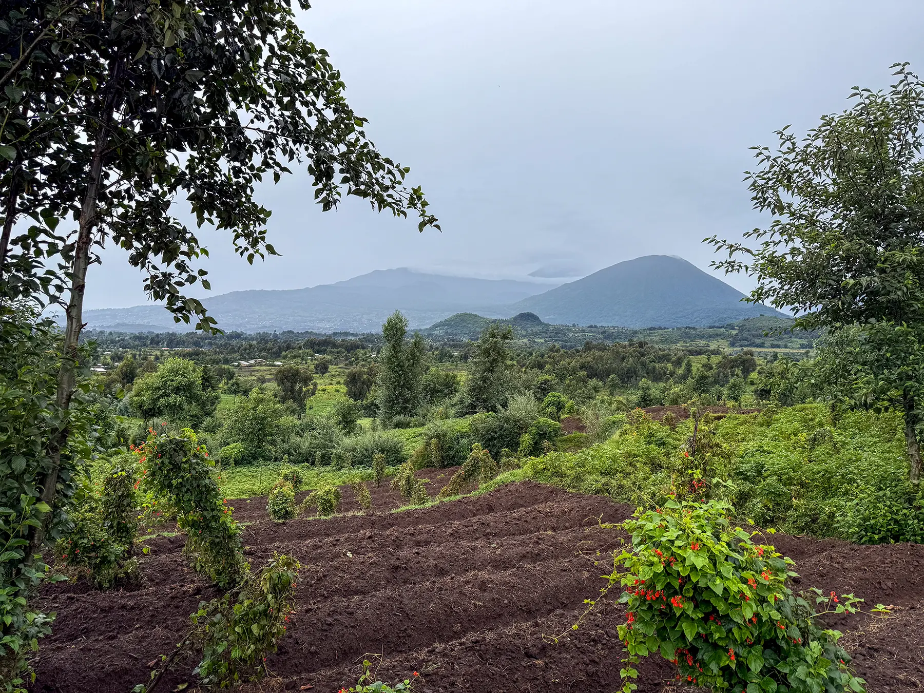 Volcanic peaks rising above tilled earth and green vegetation under cloudy sky at the trailhead in Volcanoes National Park, Rwanda