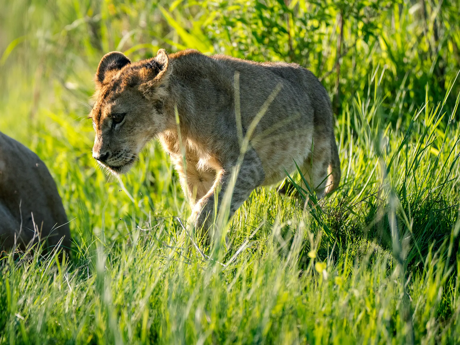 Lion cub walking through tall backlit grass on safari in Okavango Delta, Botswana