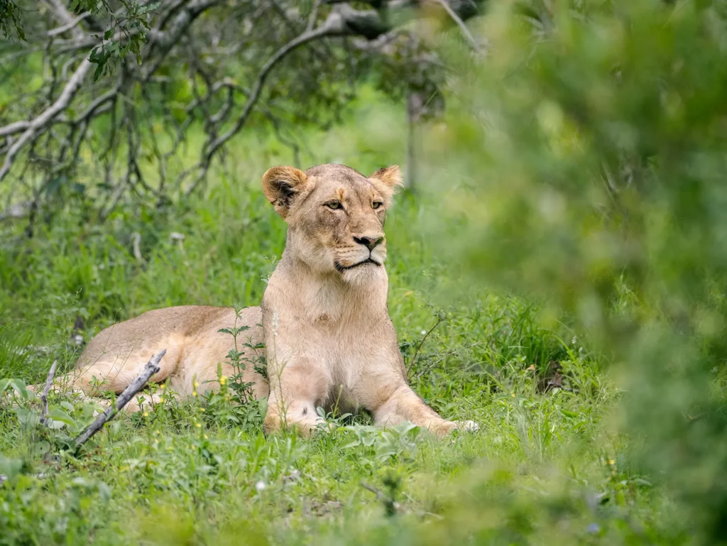 Lioness resting in lush green bush on safari in Okavango Delta, Botswana