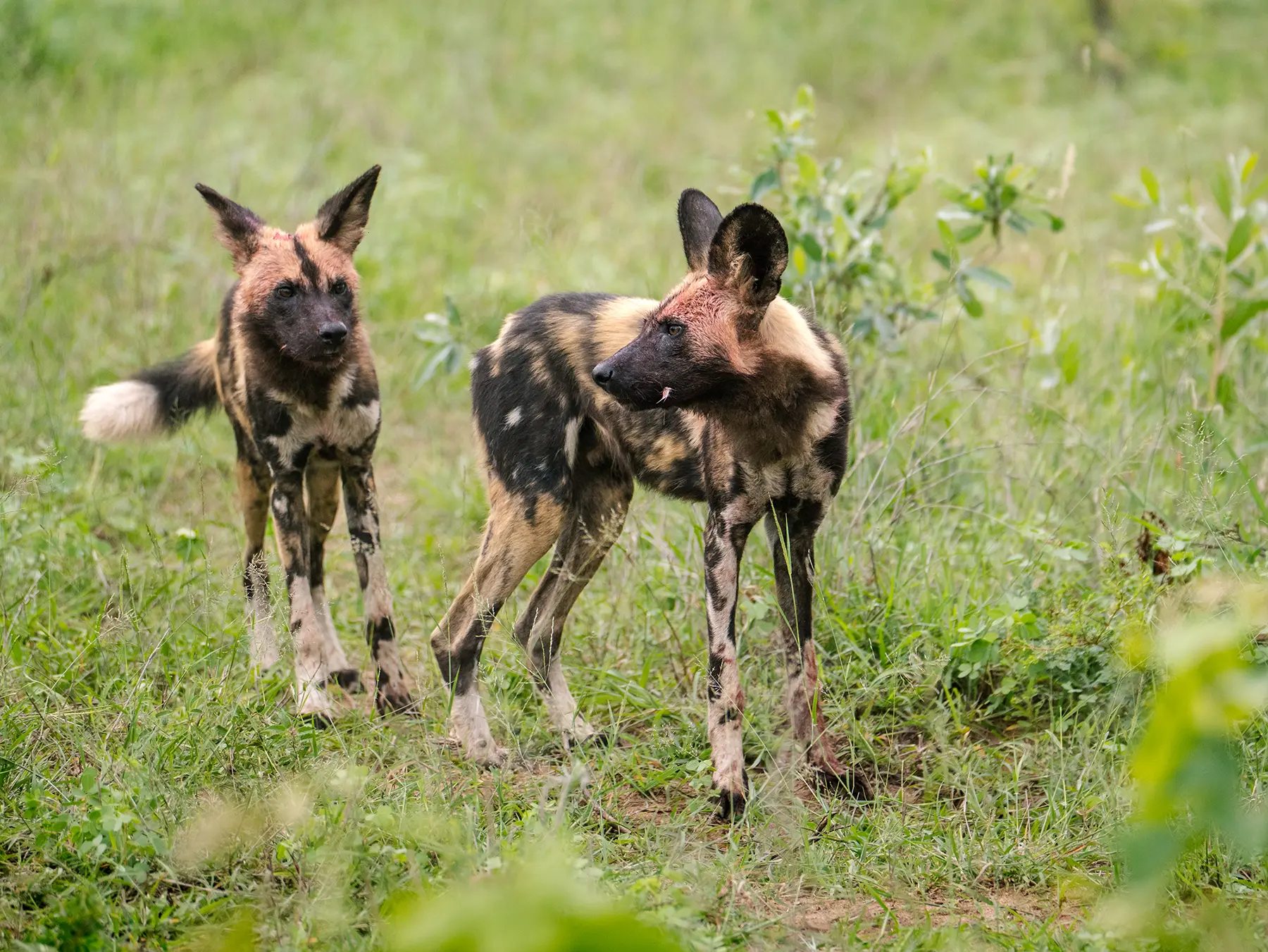 Pair of African wild dogs standing in green grassland on safari in Okavango Delta, Botswana