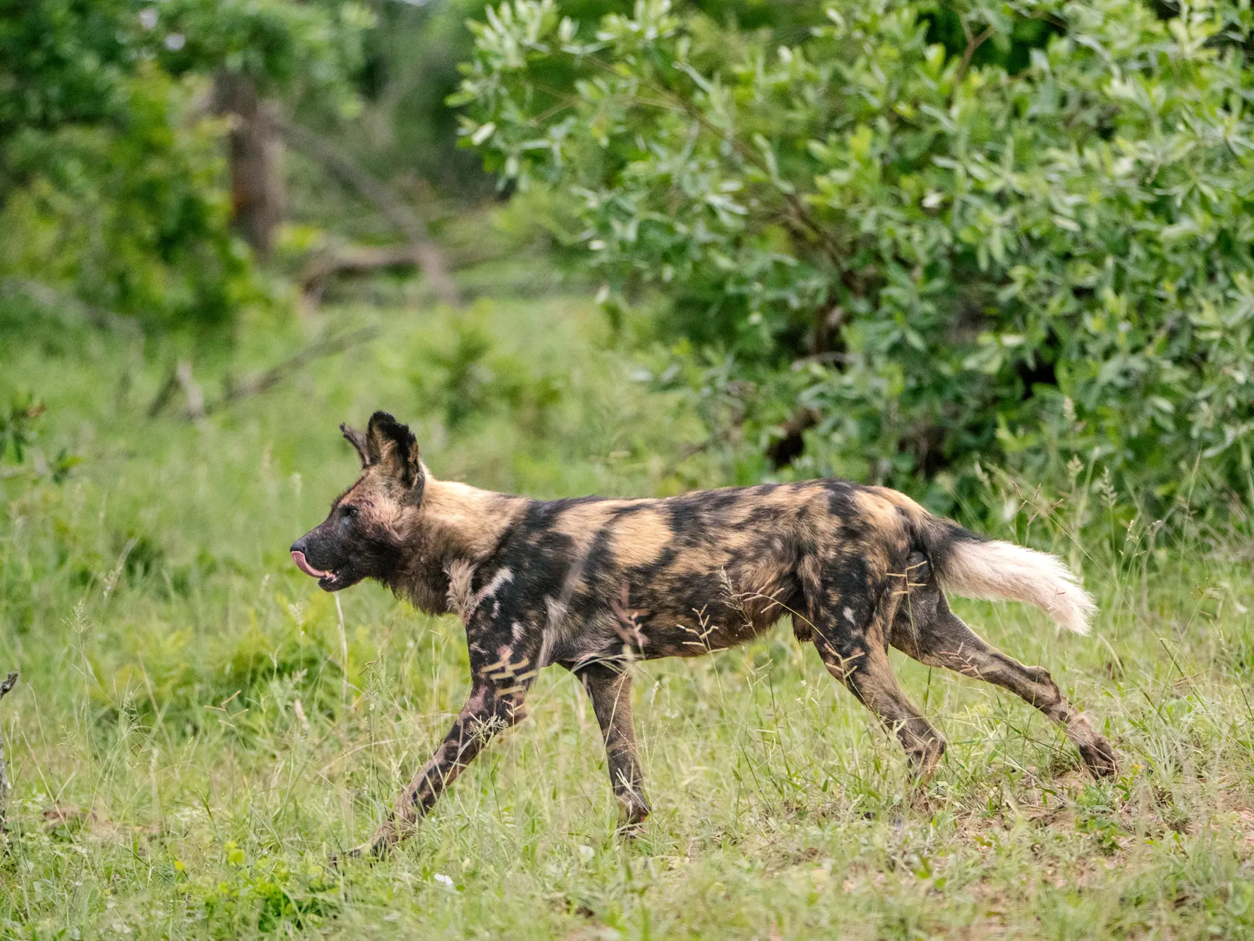 African wild dog trotting through grassland in profile on safari in Okavango Delta, Botswana