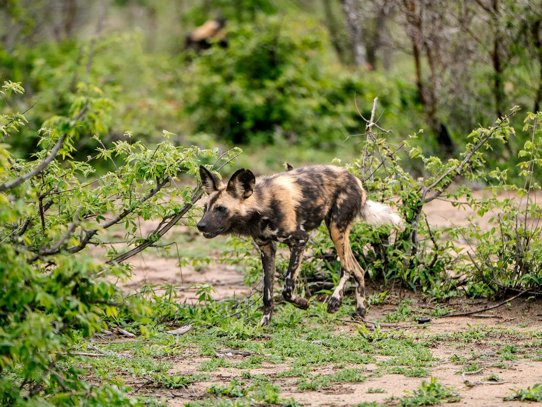 African wild dog walking along a sandy clearing on safari in Okavango Delta, Botswana