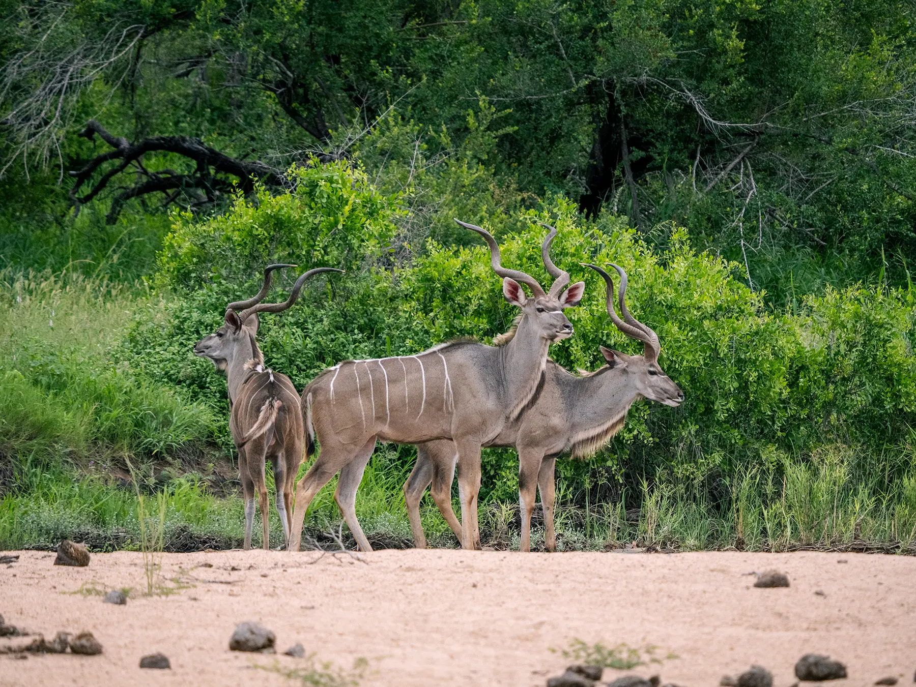 Three greater kudu bulls with spiral horns on a sandy riverbank on safari in Kruger National Park, South Africa