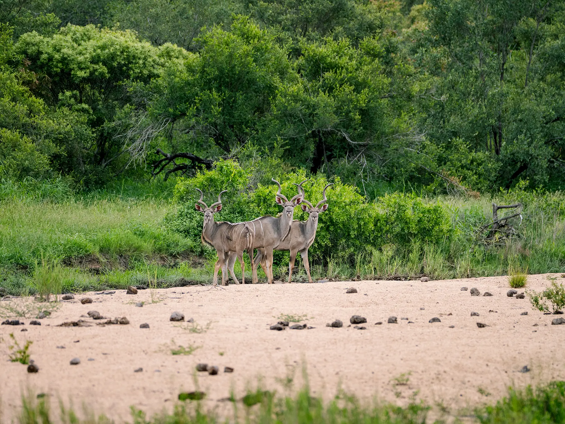 Three Greater kudu bulls out on open river sand on safari in Kruger National Park, South Africa