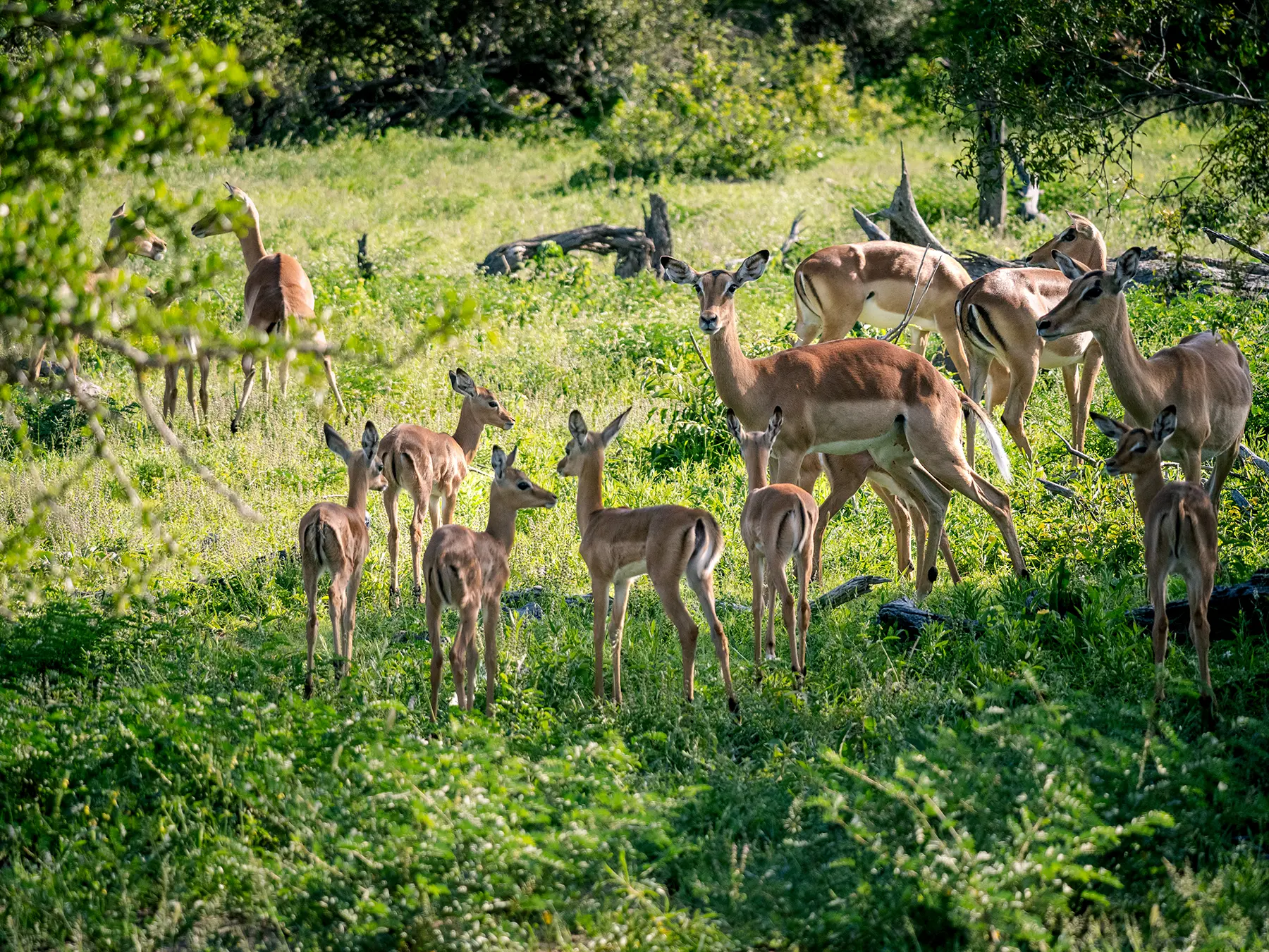 Impala herd with several young standing in lush green grass on safari in MalaMala Game Reserve, South Africa