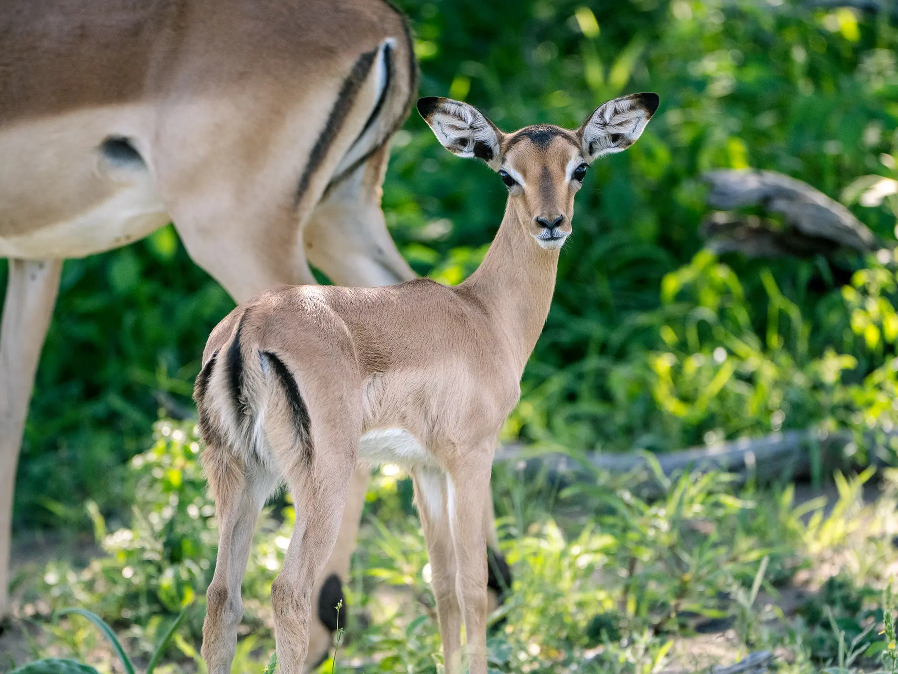 Impala lamb standing beside an adult in dappled shade on safari in MalaMala Game Reserve, South Africa